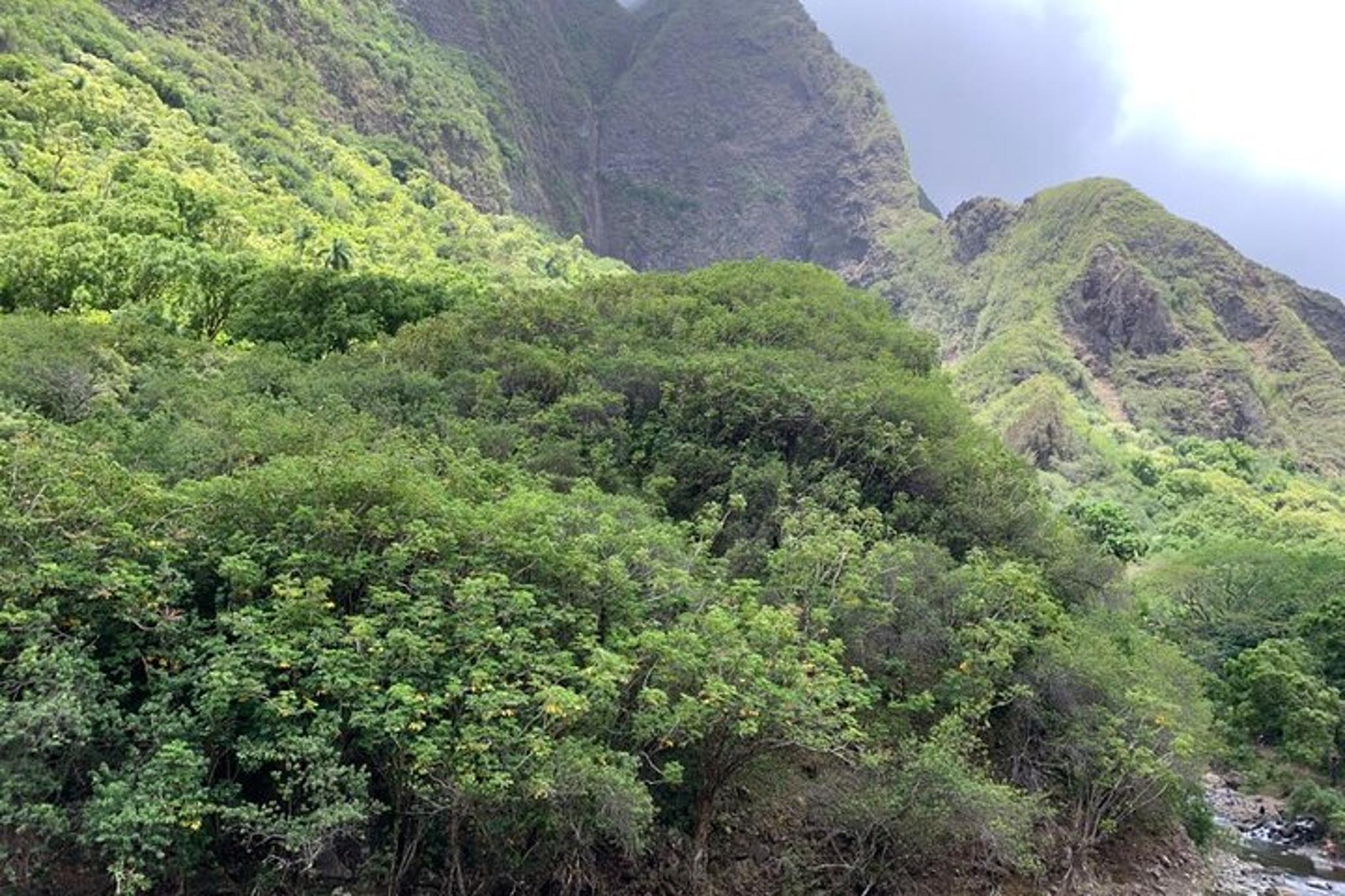 Maui Private Tour - Image 3