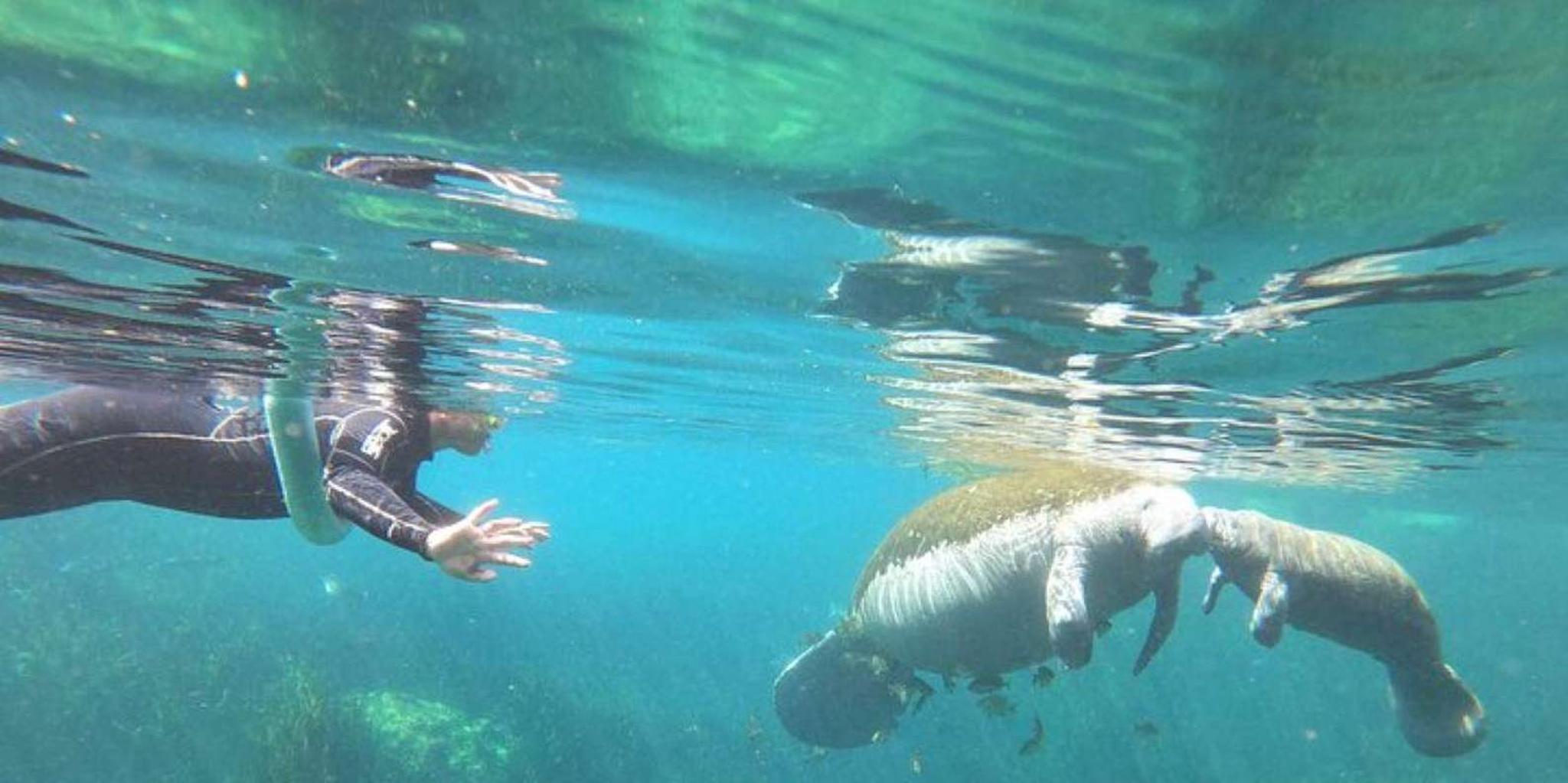 Crystal River Manatee Snorkel Tour 4 hr