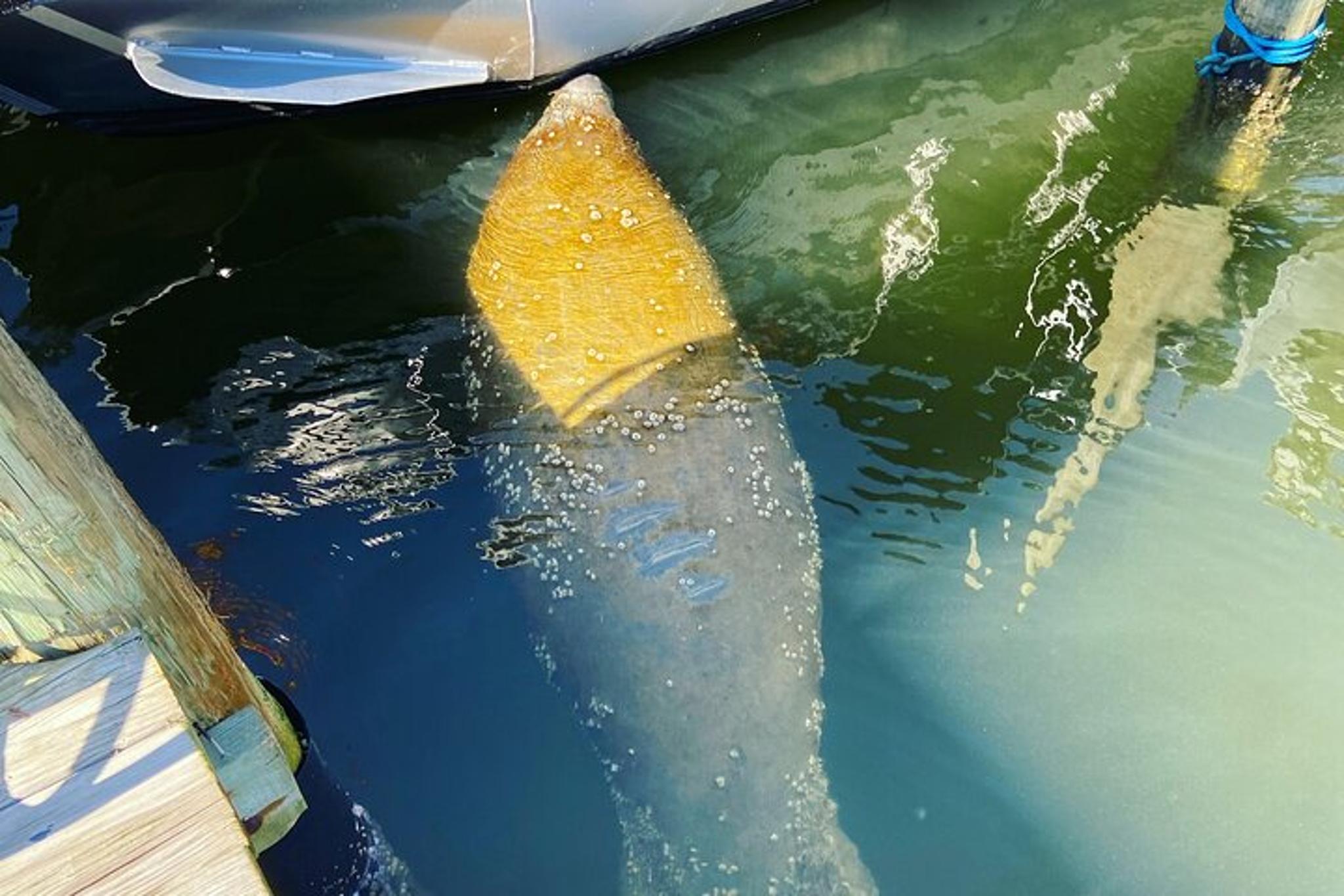 Fort Myers Beach Dolphin Cruise at Sunset 2 hr - Image 6