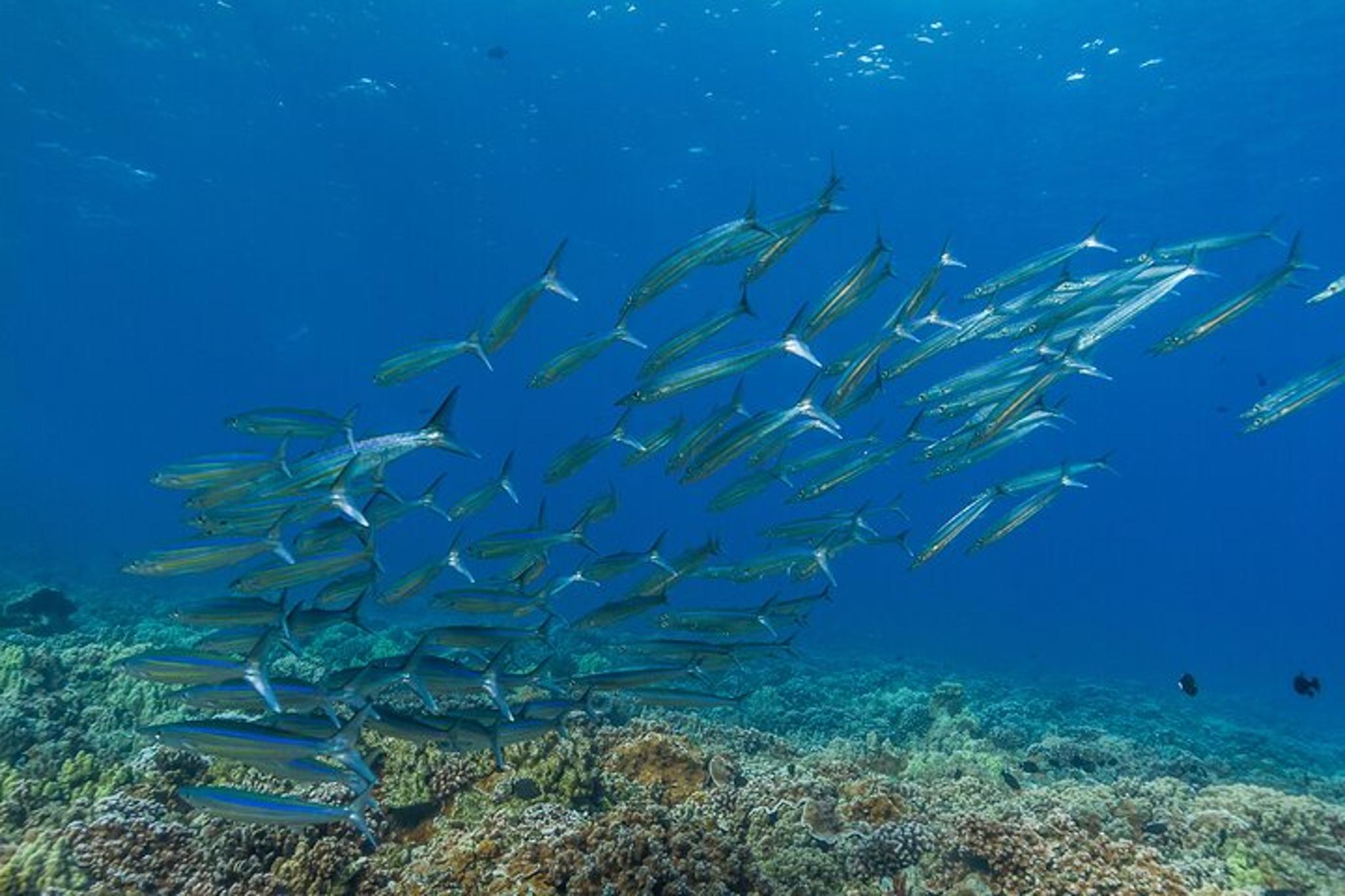 Maui Snorkel and Sunset Sail - Image 5