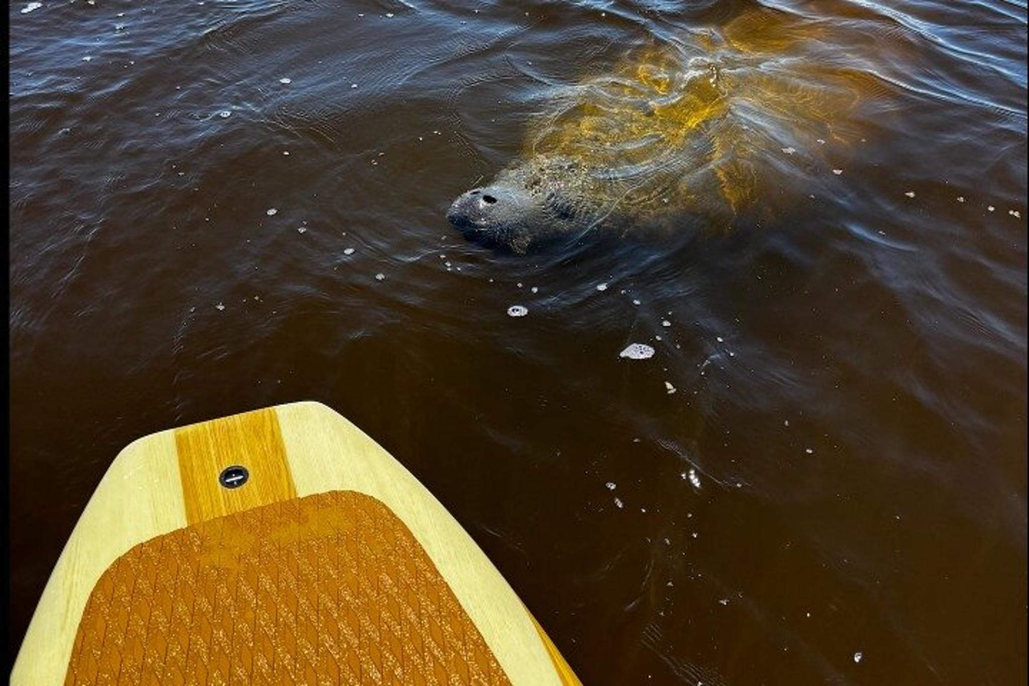 New Smyrna Dolphin and Manatee Kayak Adventure - Image 4