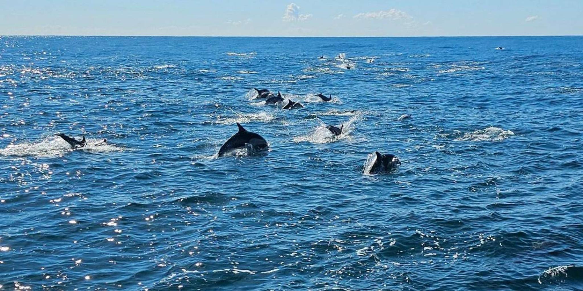 San Diego Whale Watching Cruise 3 hr - Image 6