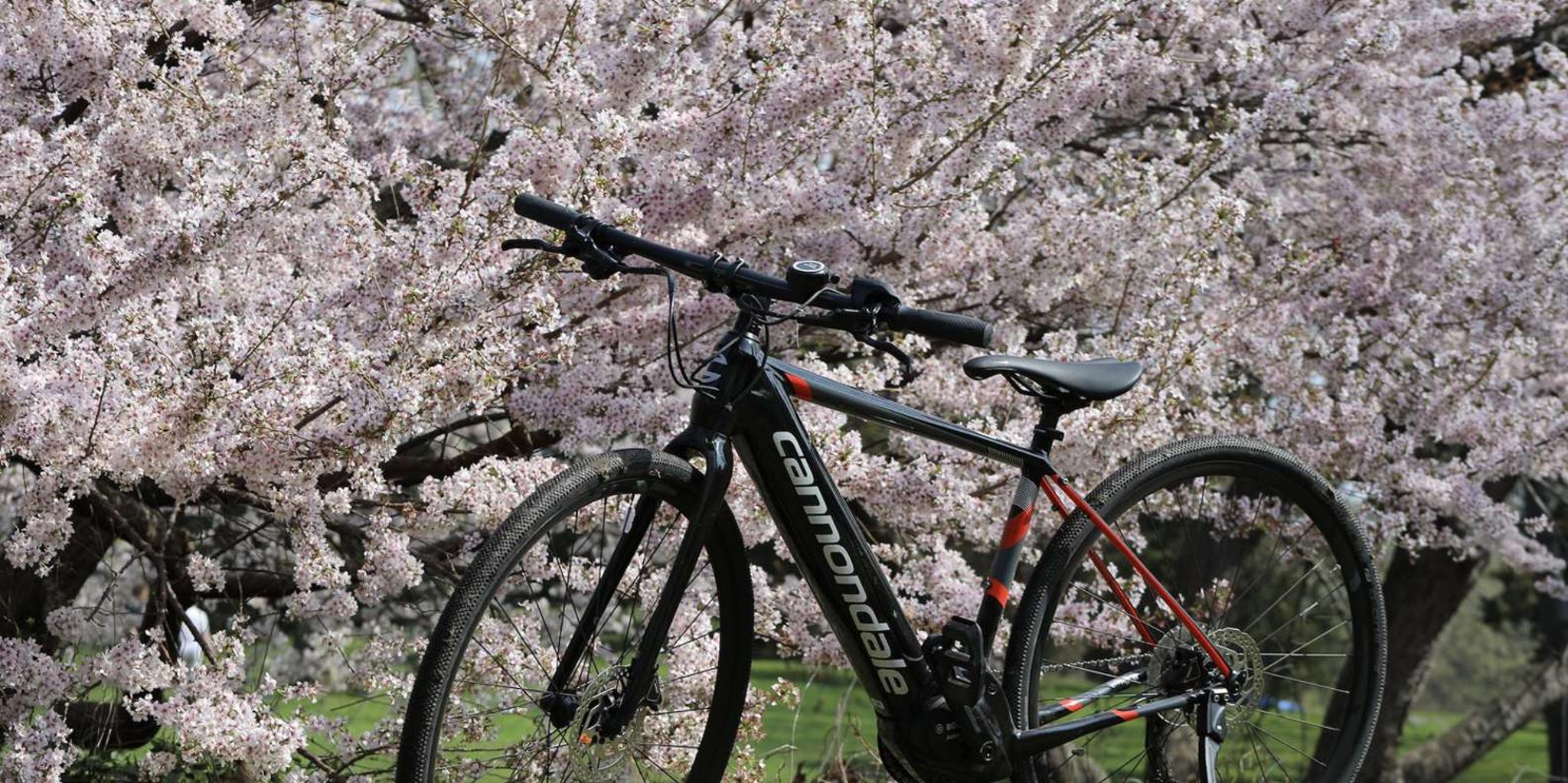 Washington DC Cherry Blossom Bike Tour - Image 5
