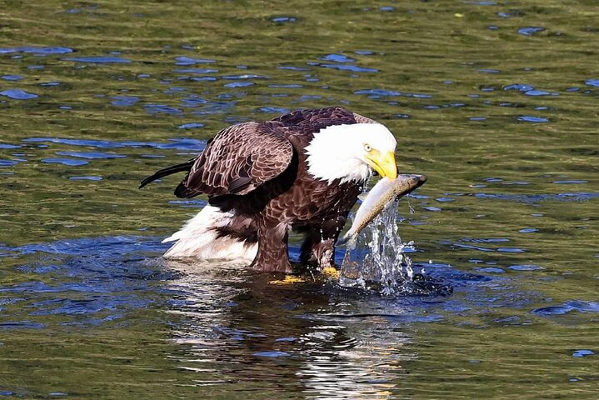 Ketchikan Wildlife and Culture Van Excursion 2 hr