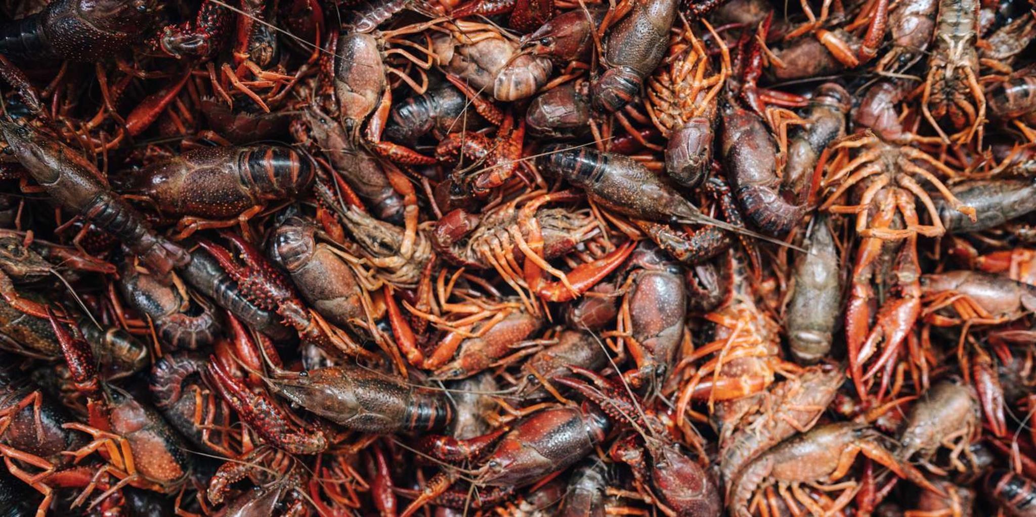 New Orleans Lower Garden District Food Tour - Image 5
