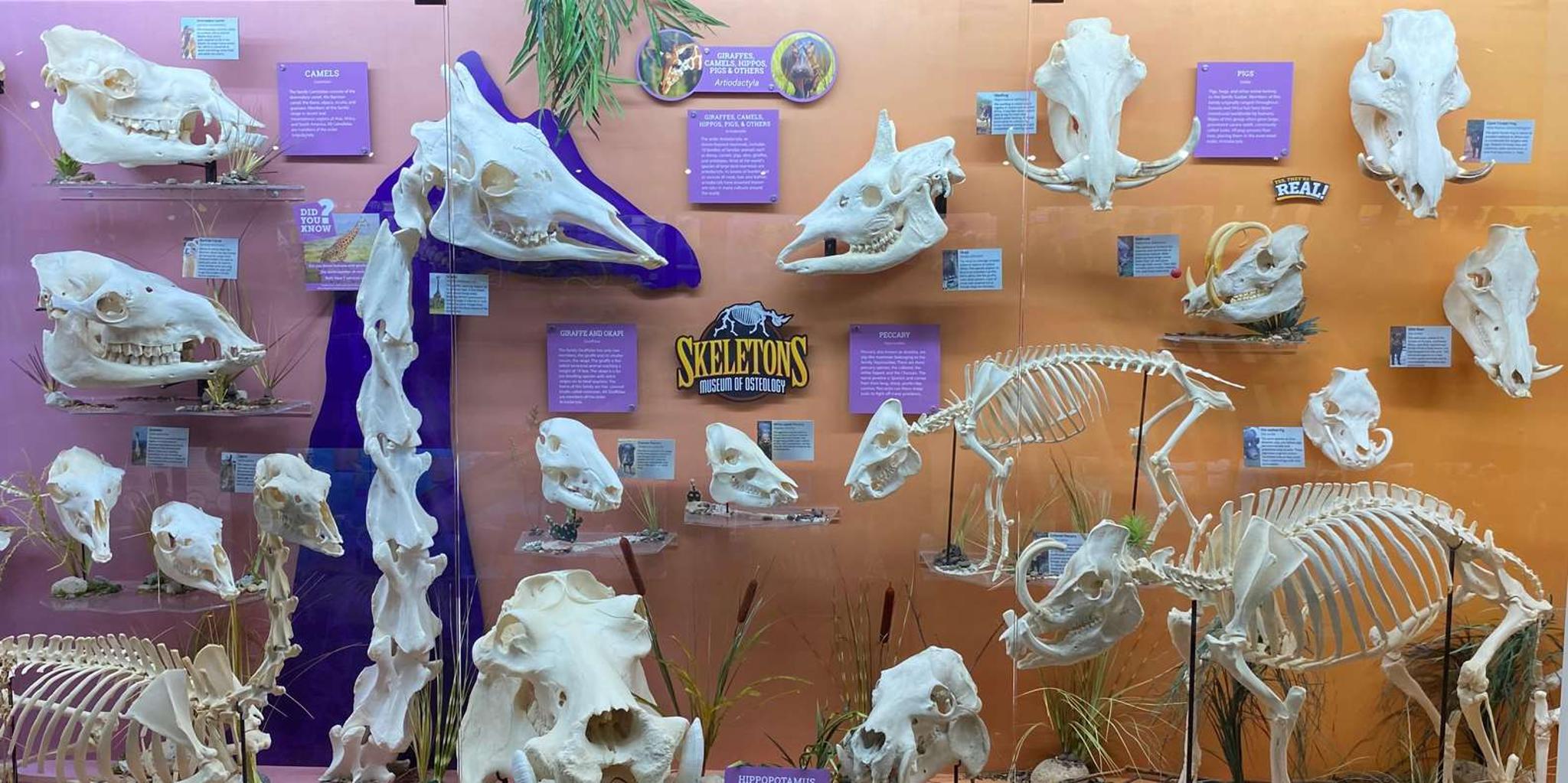 Oklahoma City Museum of Osteology Ticket - Image 2