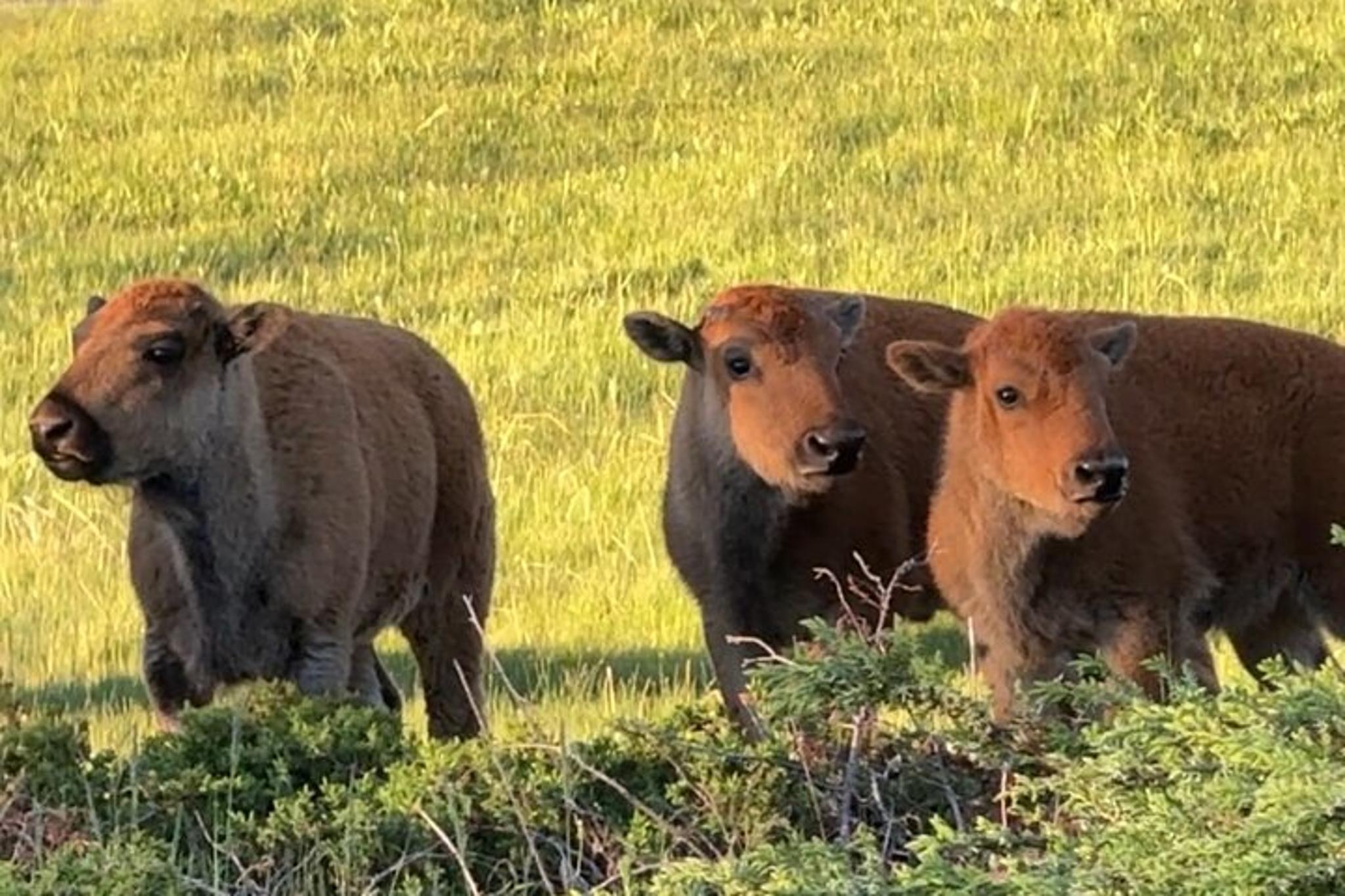 Yellowstone Wildlife Safari in Lamar Valley 8 hr - Image 6