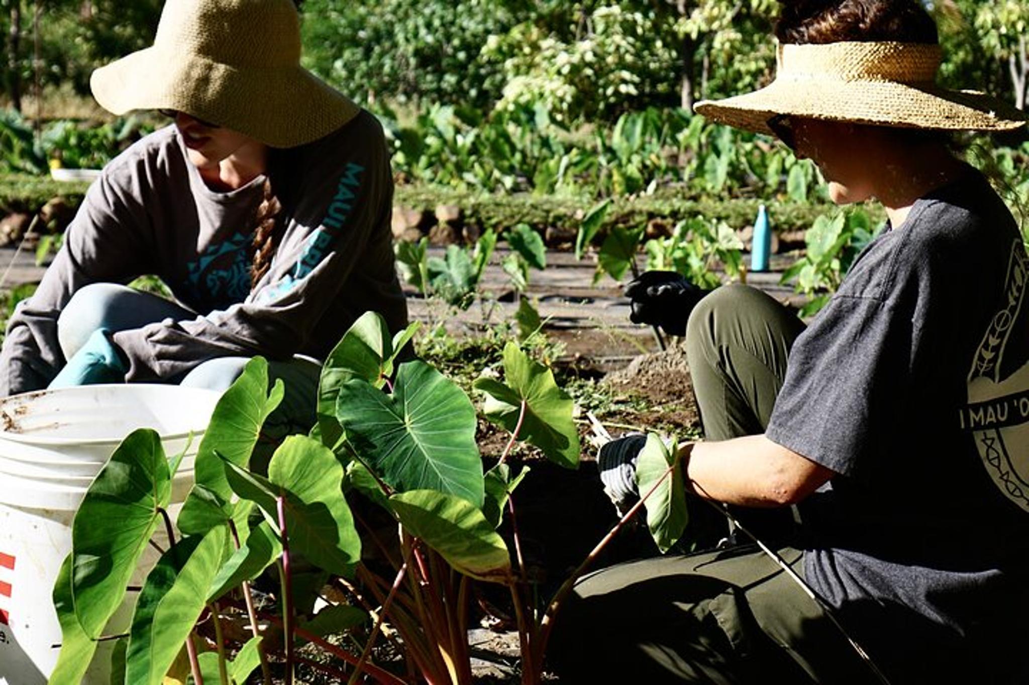 Maui Native Reforestation and Agriculture Tour - Image 4