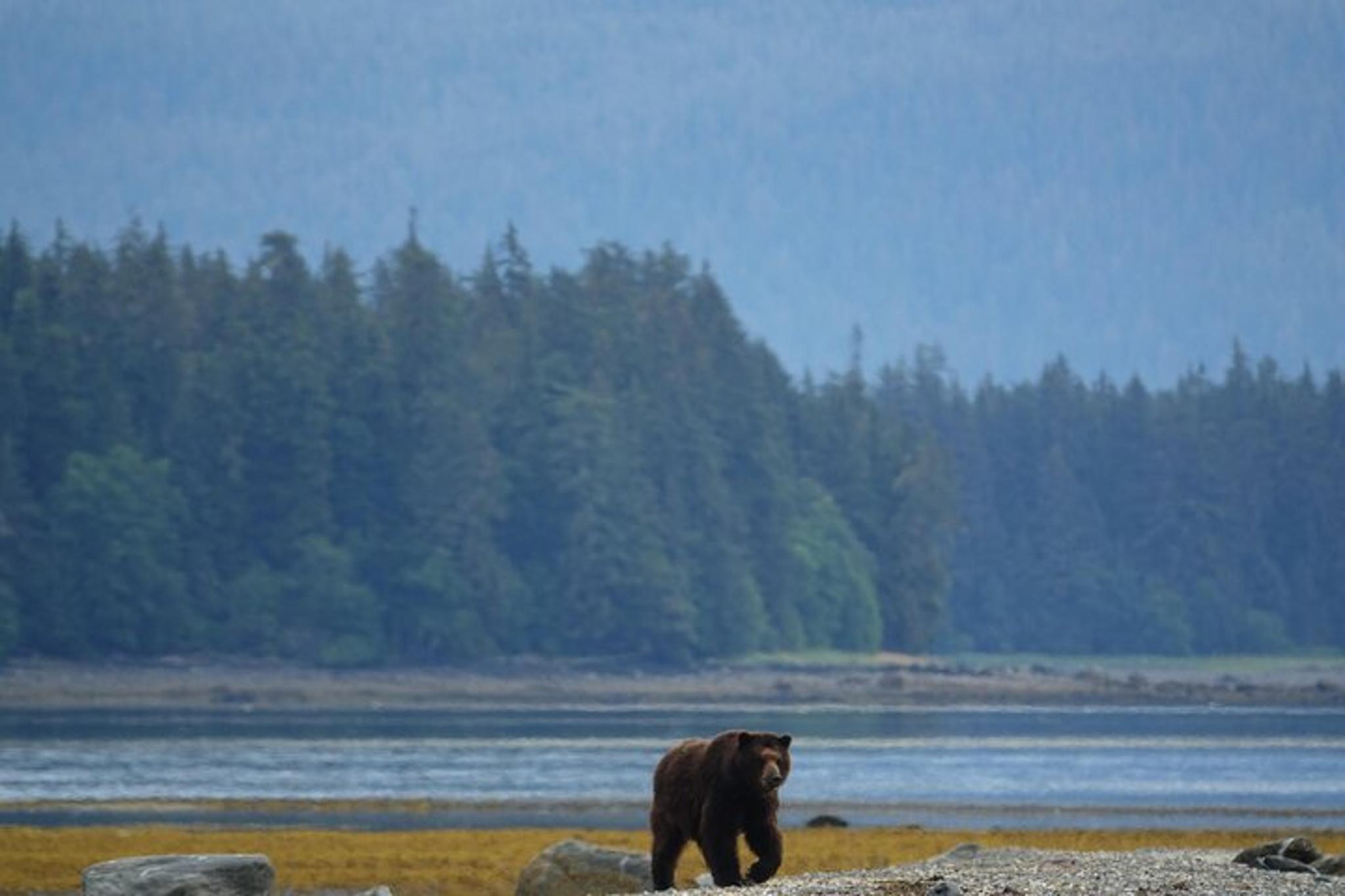 Juneau Brown Bear Viewing Adventure - Image 4