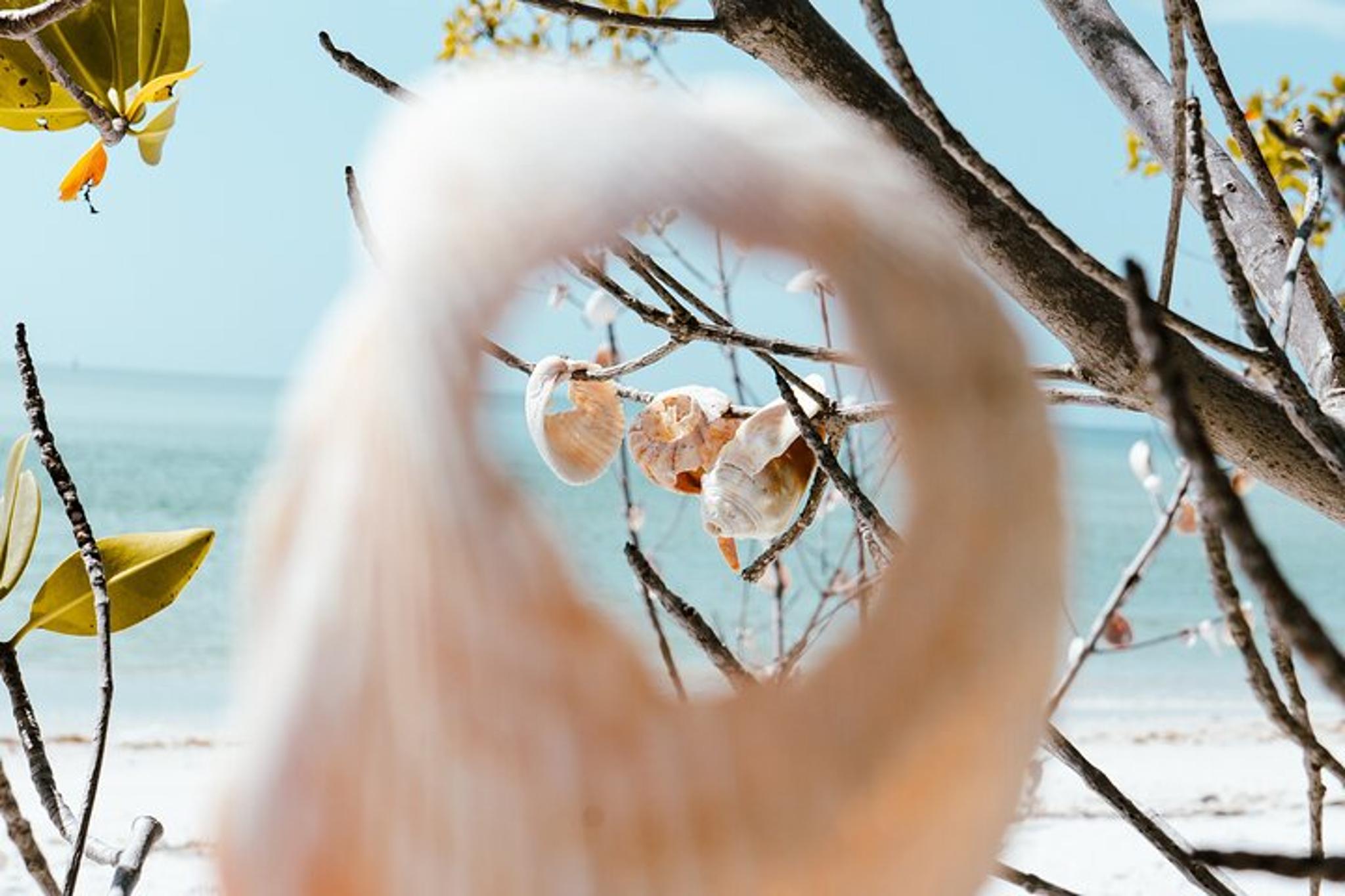 St. Pete Dolphin Watching and Shelling Tour - Image 3