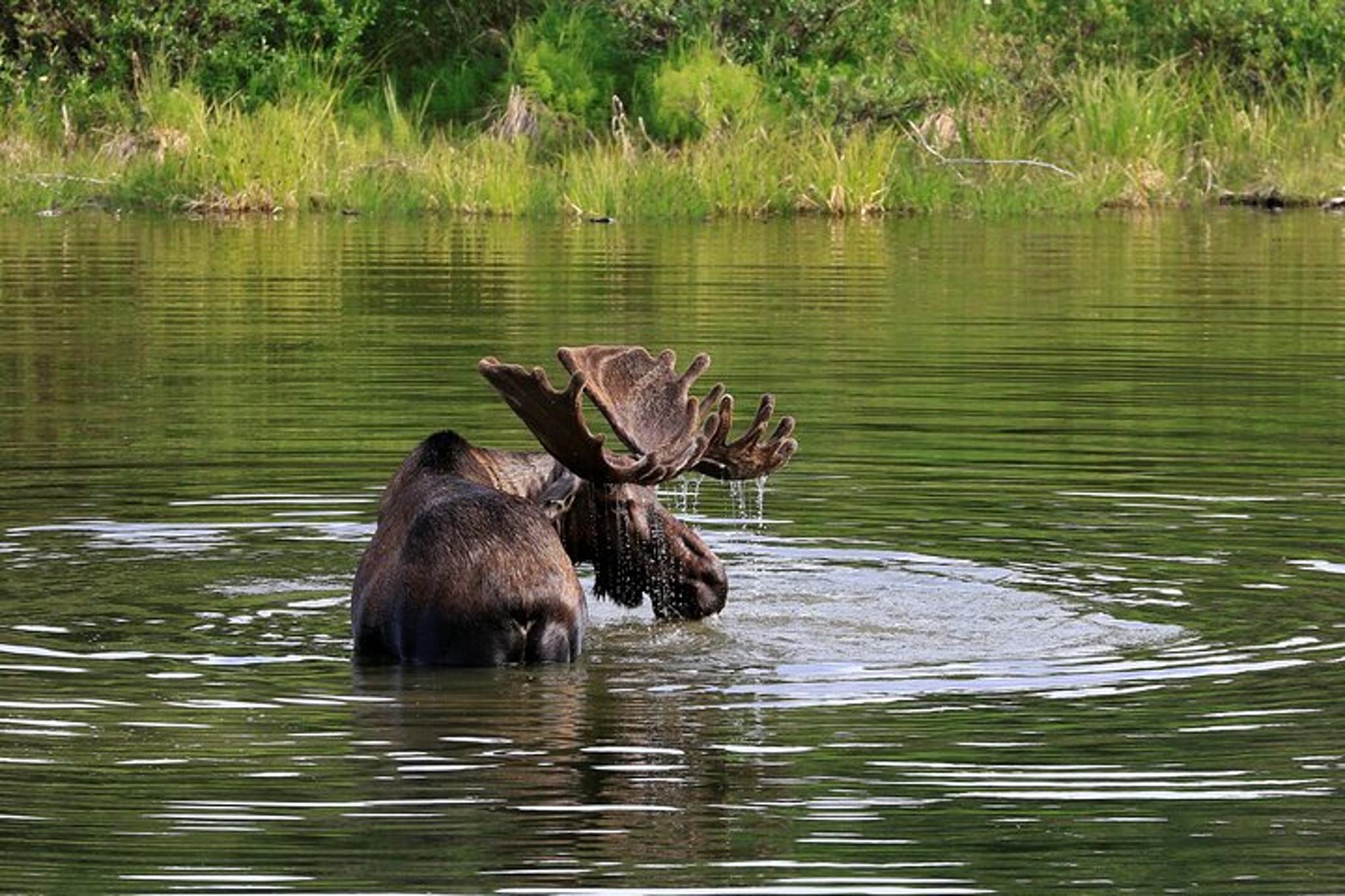 Chena Valley Off-Road Nature Tour - Image 3