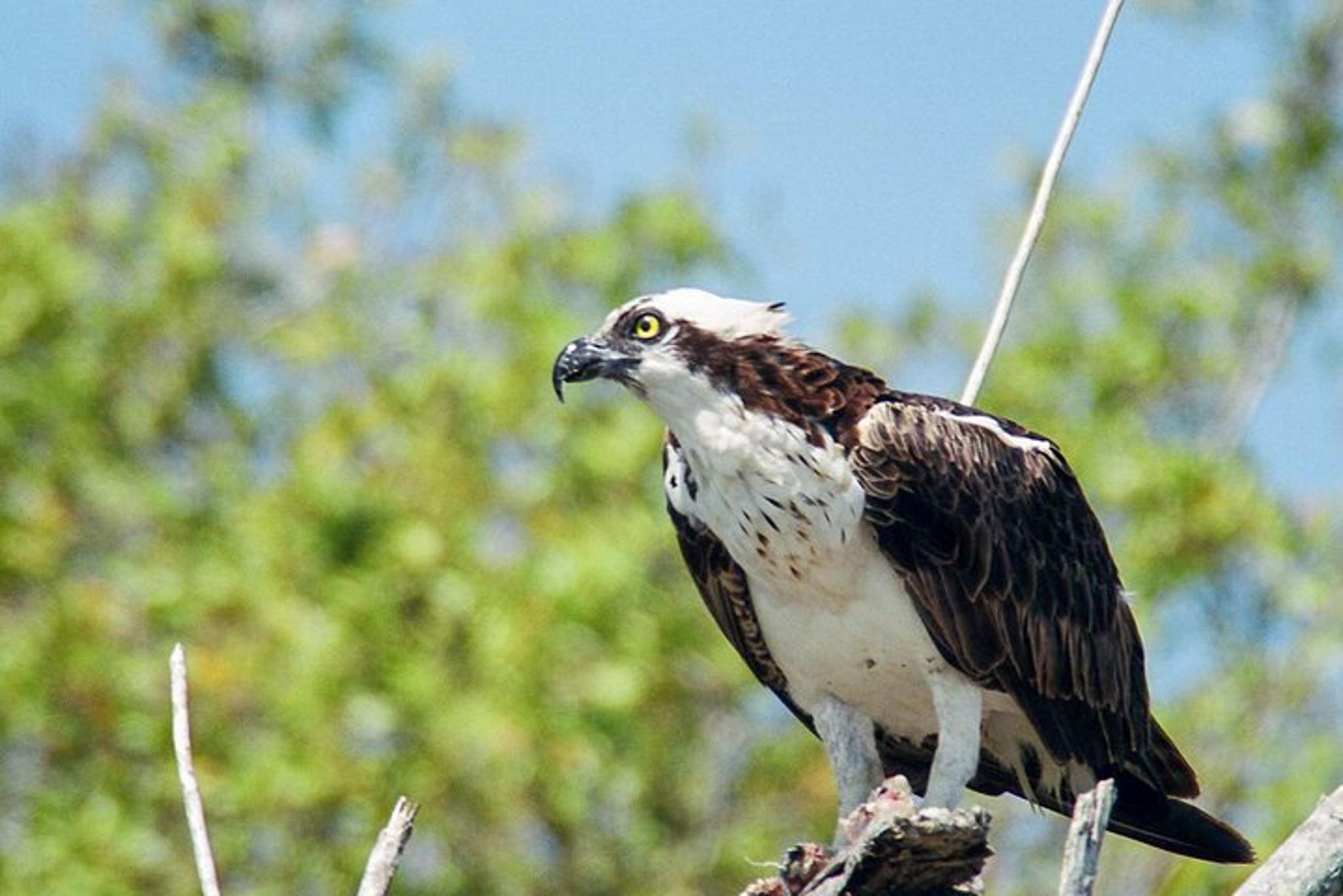 Everglades National Park Boat Tour - Image 6