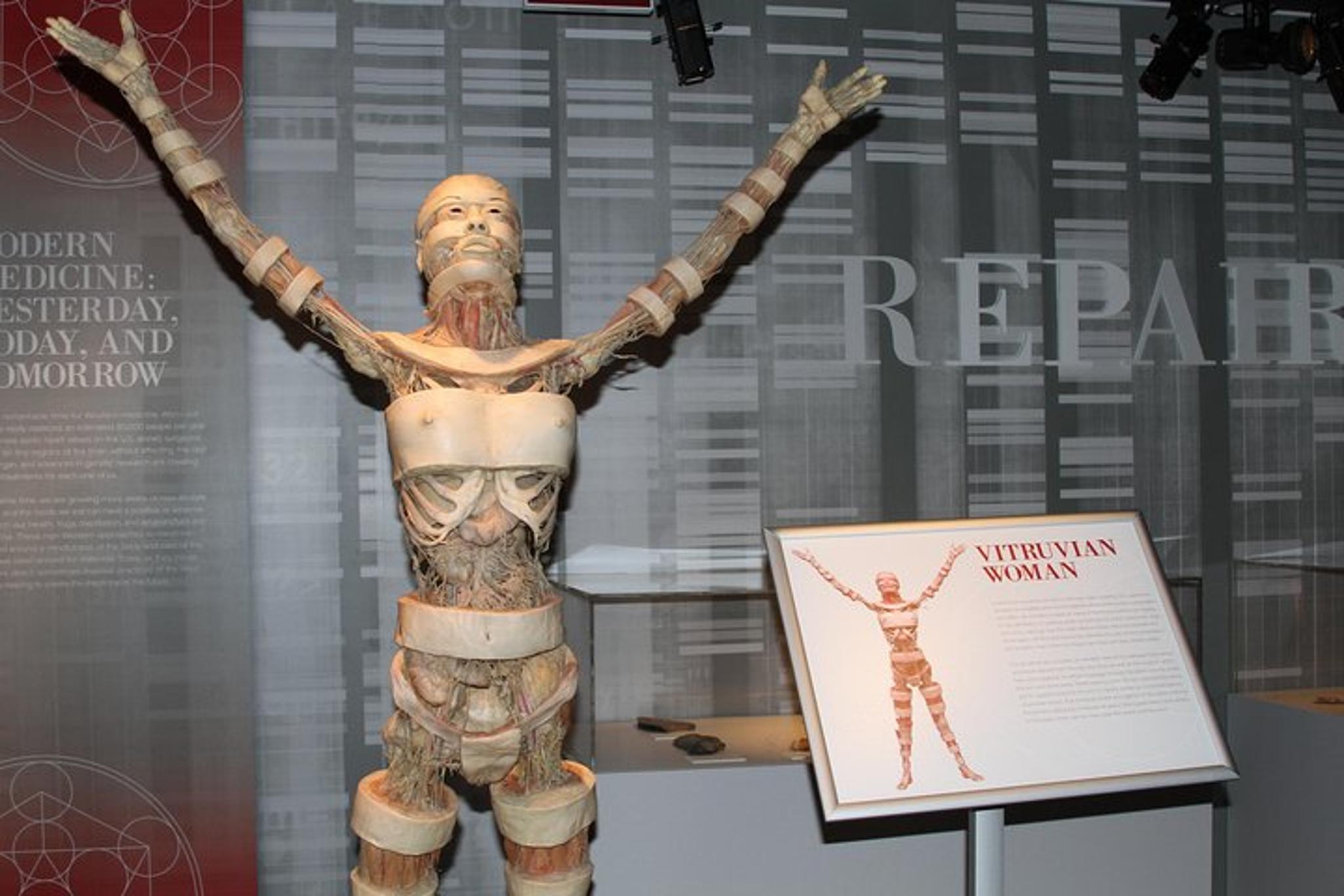 Las Vegas Real Bodies Exhibit - Image 5