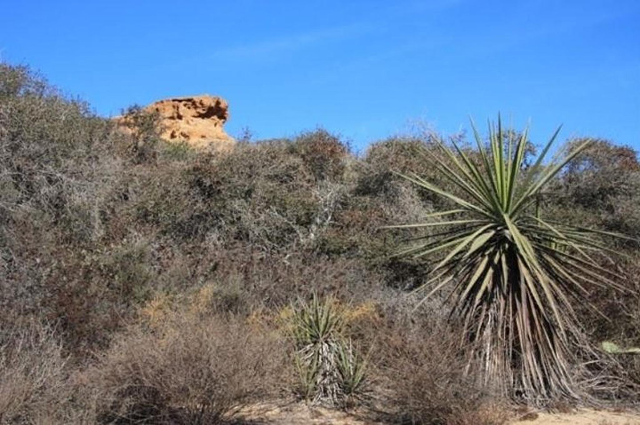 Los Angeles Runyon Canyon Hiking Tour - Image 3