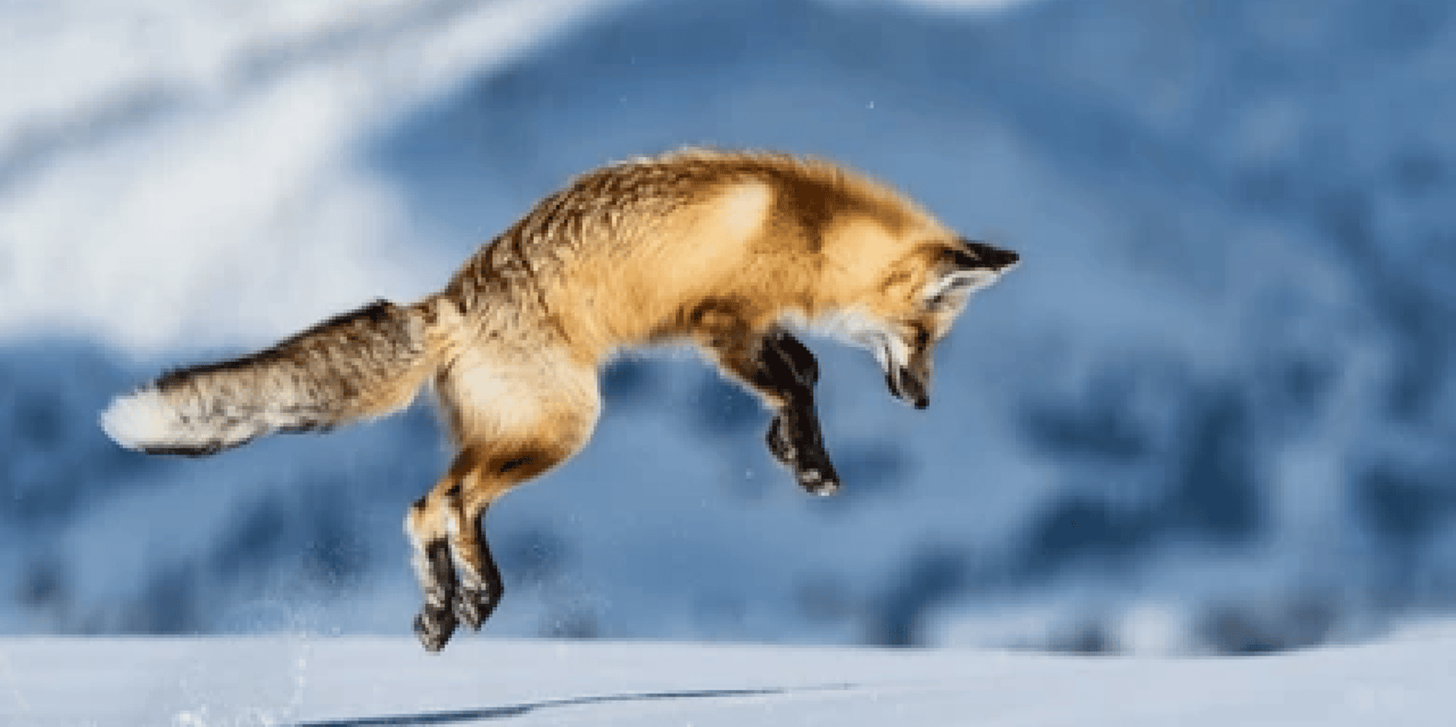Bozeman Yellowstone Wolves and Winter Adventure 4 Days - Image 5