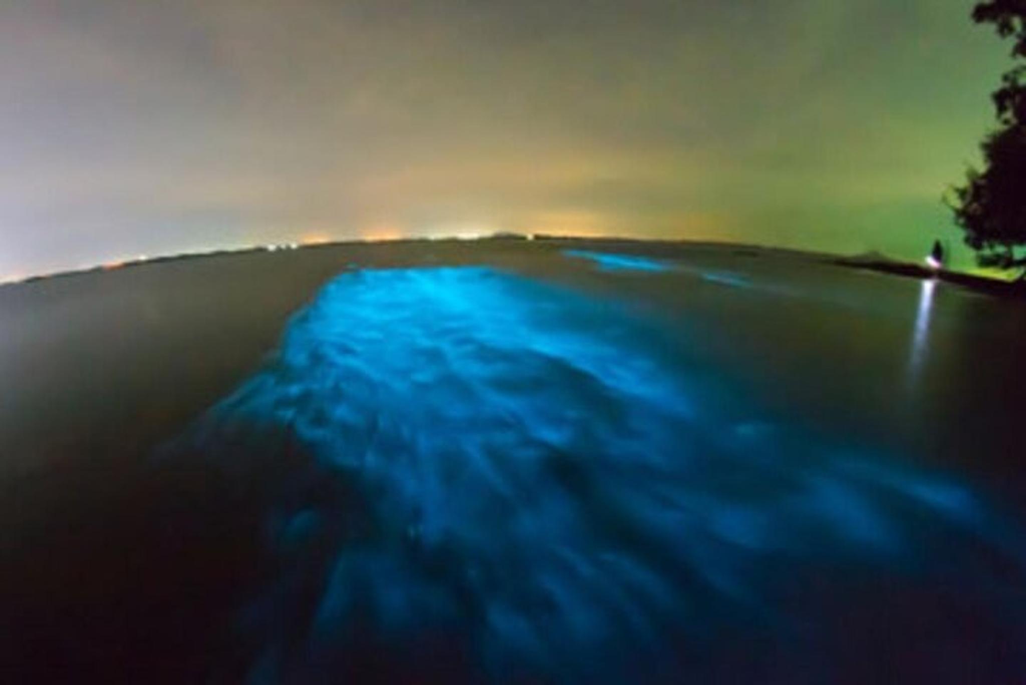 Cocoa Beach Bioluminescence Tour at Sunset - Image 5