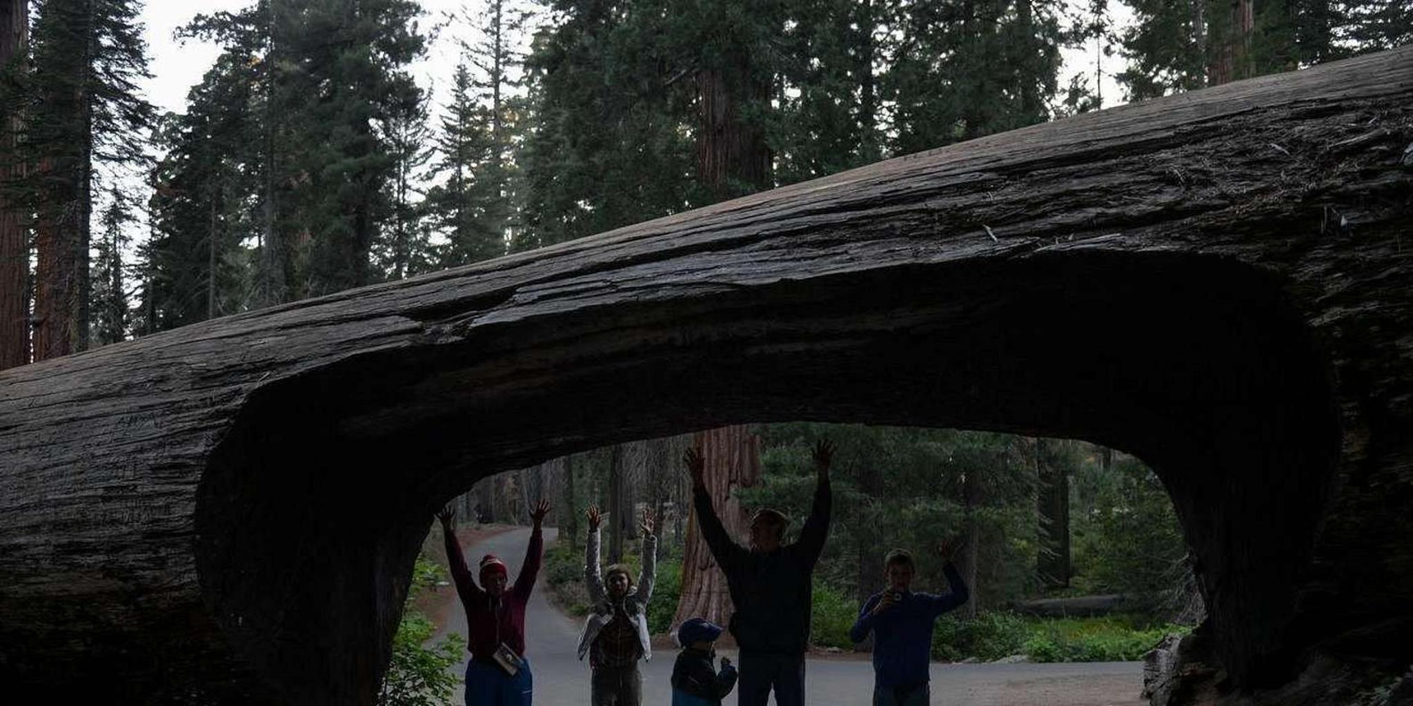 Los Angeles Sequoia and Kings Canyon Private Tour - Image 4