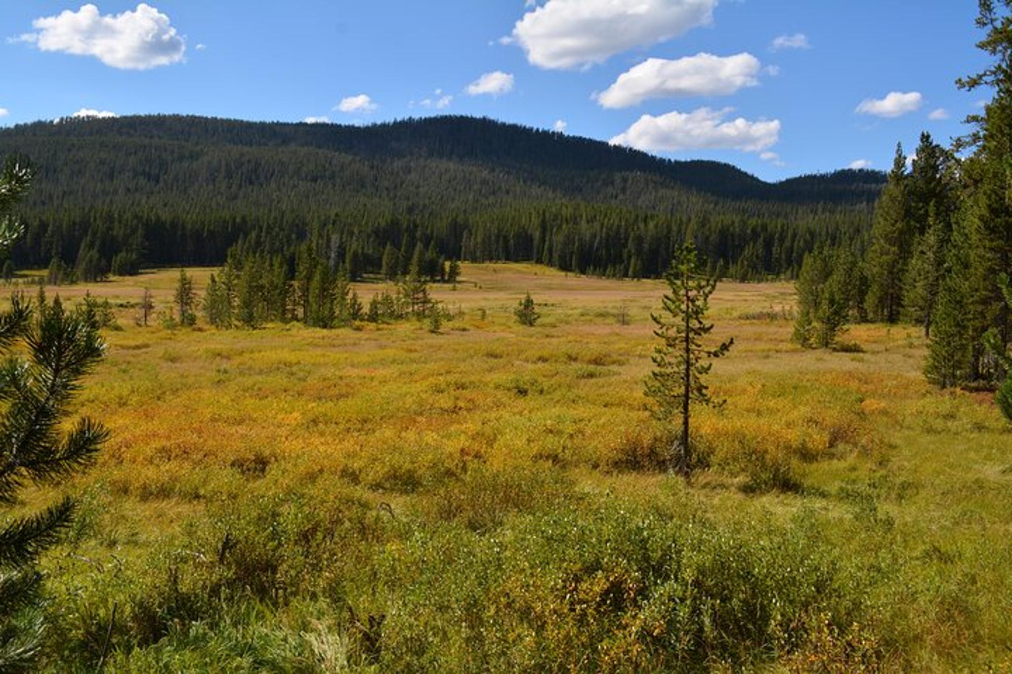 Yellowstone DeLacy Creek Trail Hike to Shoshone Lake - Image 2
