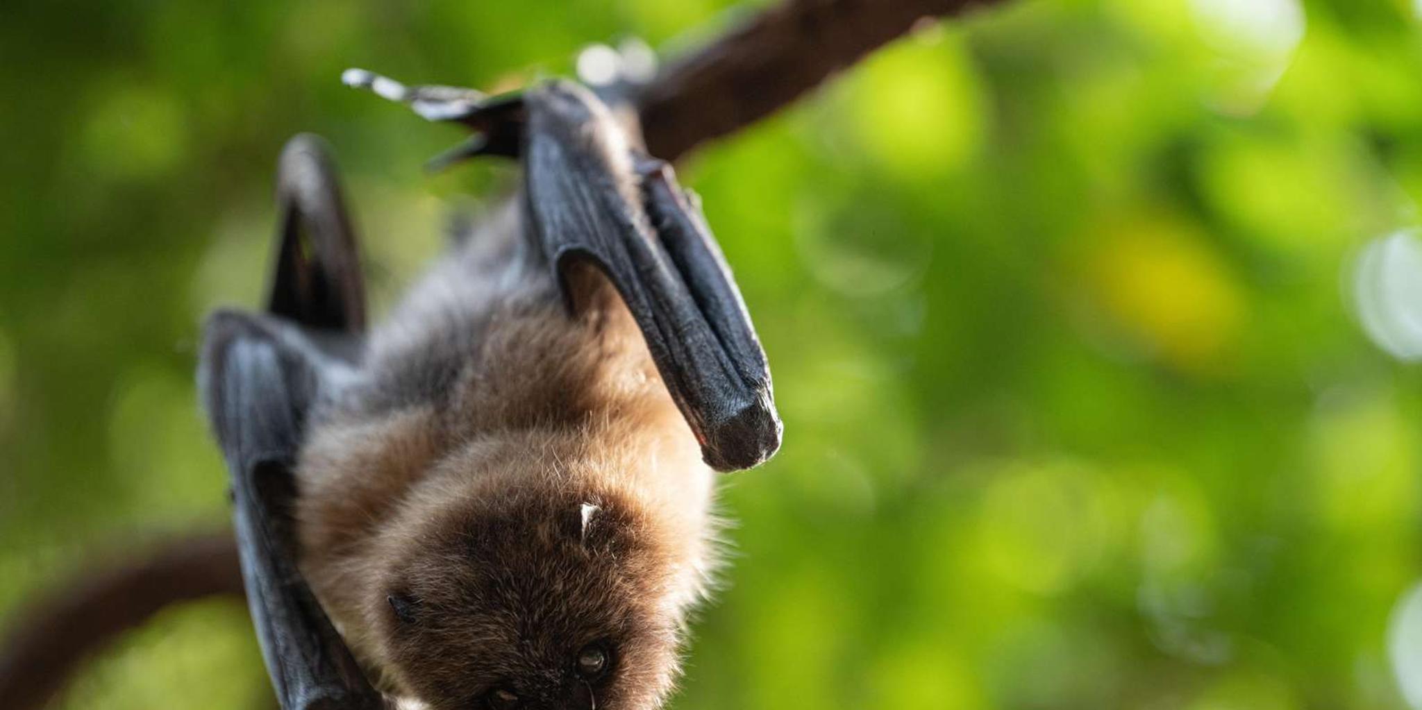 New York Central Park Zoo Entry Ticket - Image 5