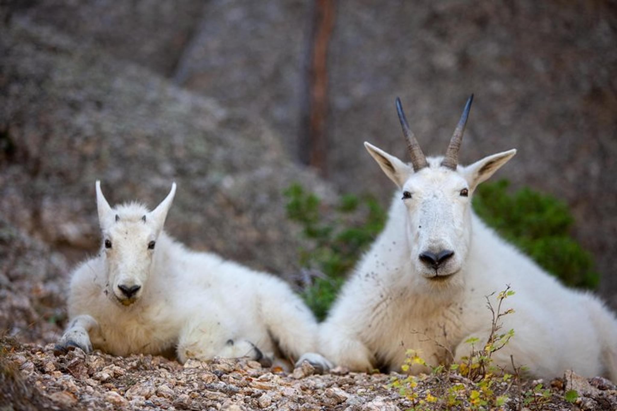 Rapid City Private Black Hills Tour - Image 6