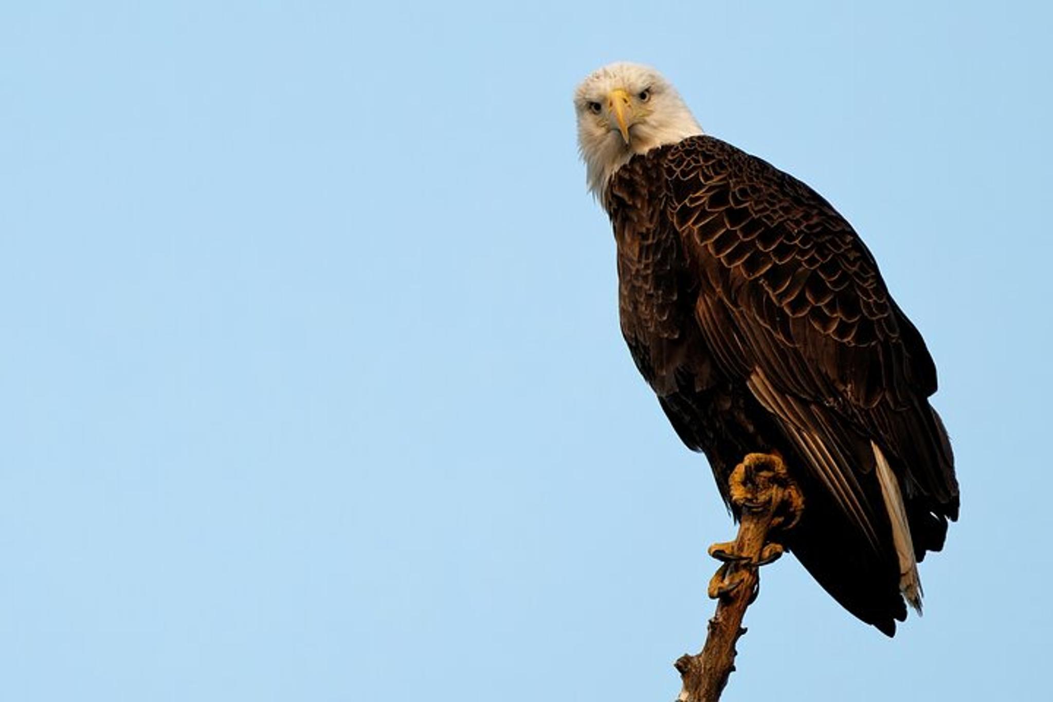 Charleston Wildlife Photography Tour 4 hr - Image 2