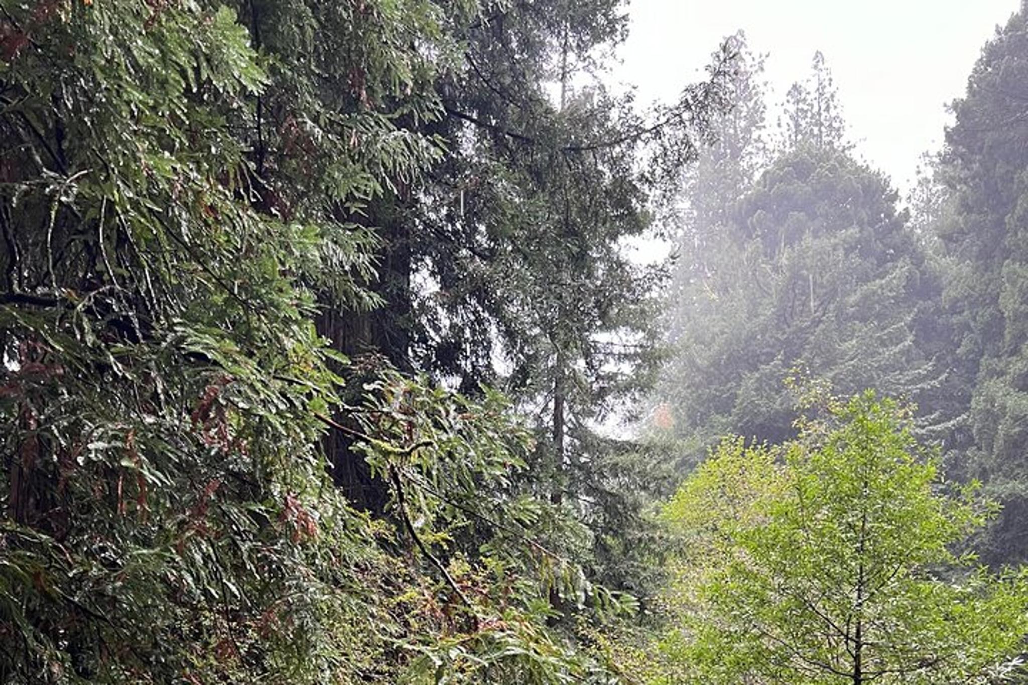 San Francisco Muir Woods and Sausalito Tour - Image 5