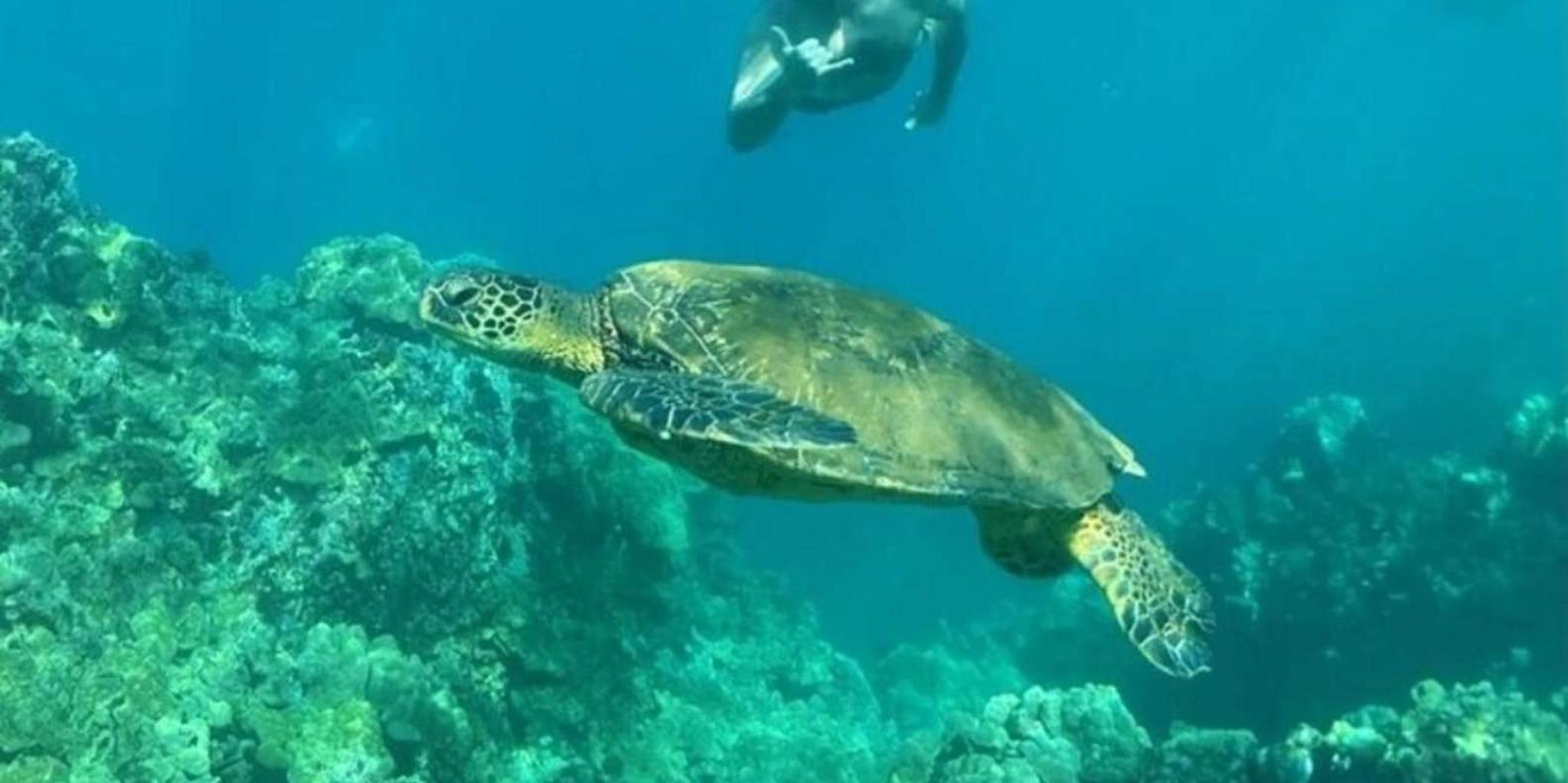 Makena Clear Bottom Kayak and Snorkel Tour - Image 4