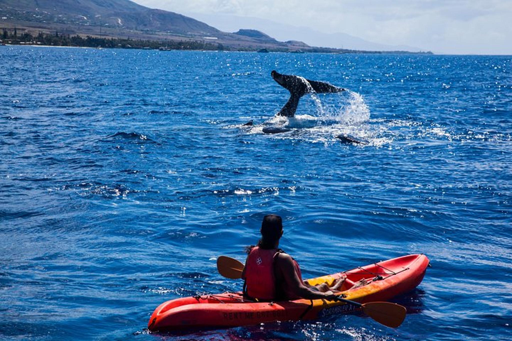 Makena Whale Watching and Snorkel - Image 3