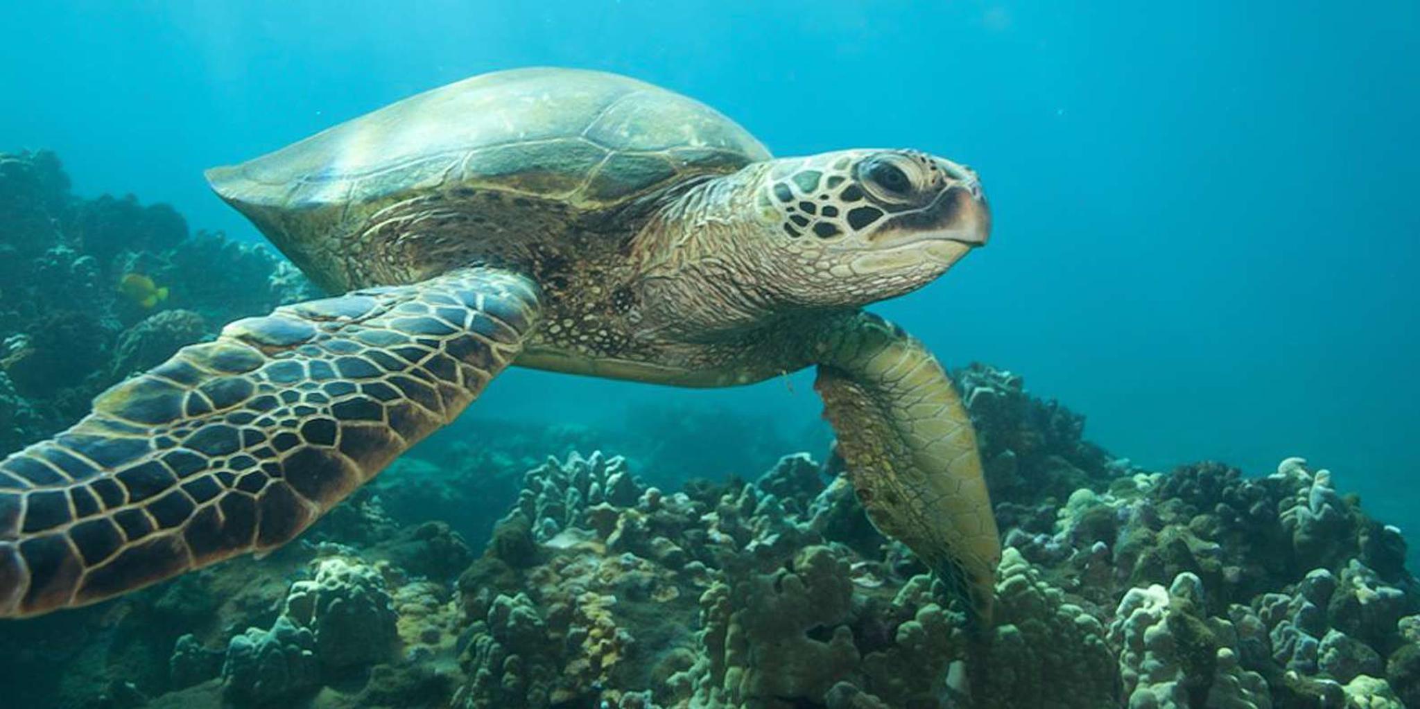 Hilo Snorkel Tour with Sea Turtles and Black Sand Beach