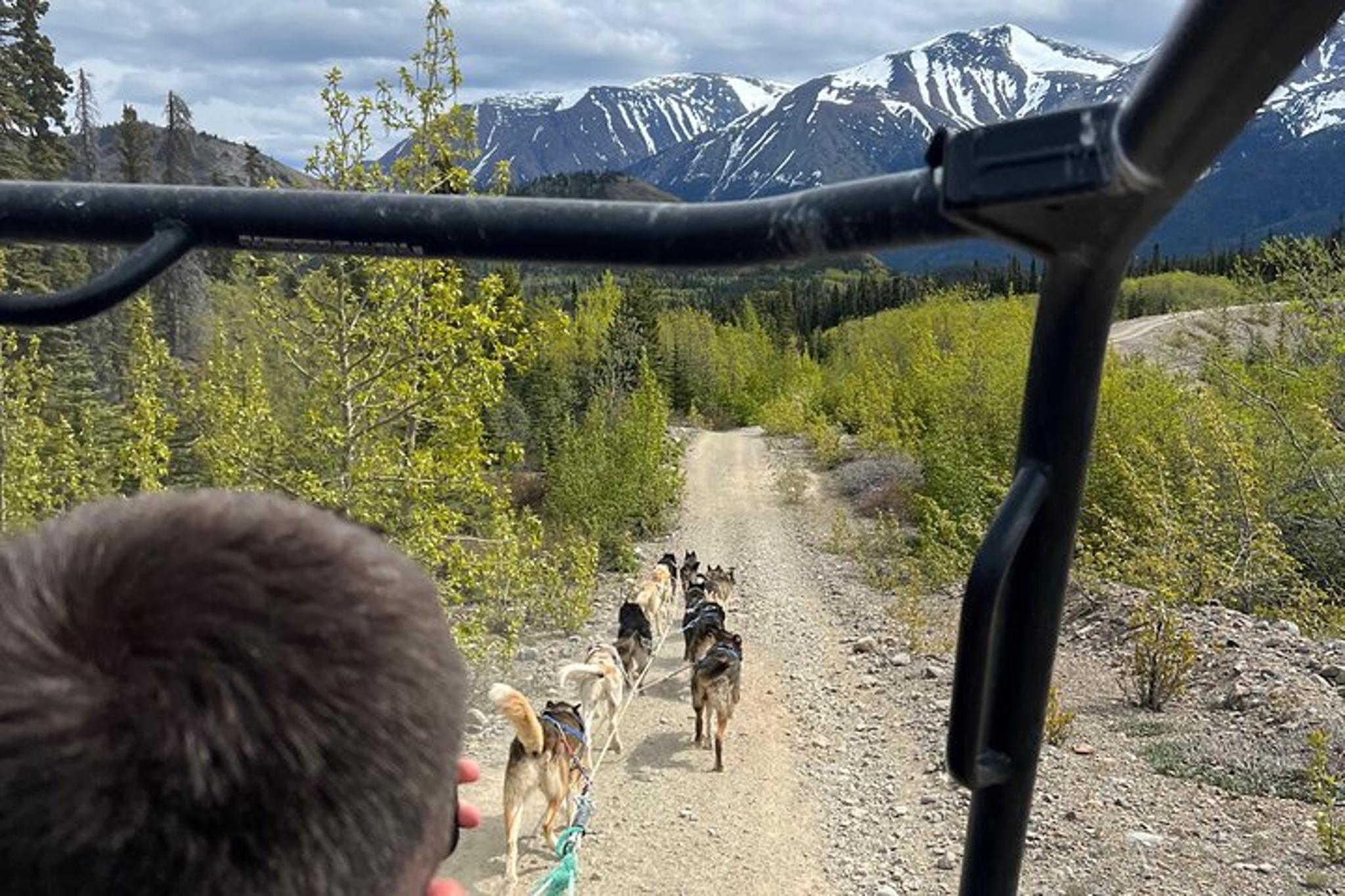 Skagway Dog Mushing and Yukon Experience - Image 3