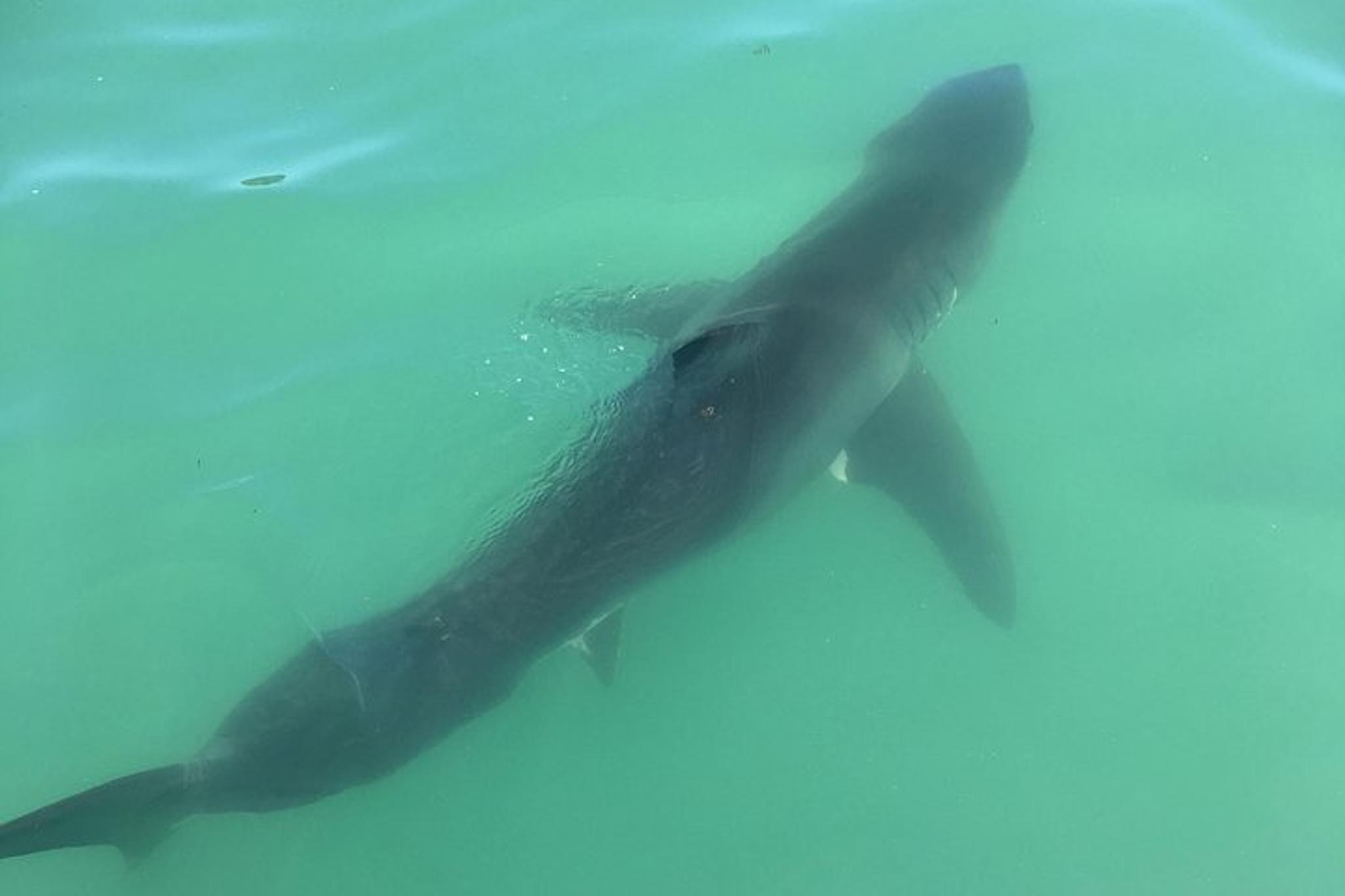 Dana Point Whale and Dolphin Watching Tour - Image 4