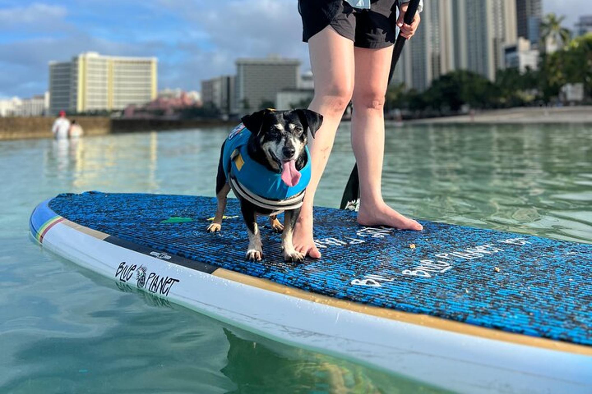 Honolulu Paddle Board with Rescue Dogs 90 min - Image 2