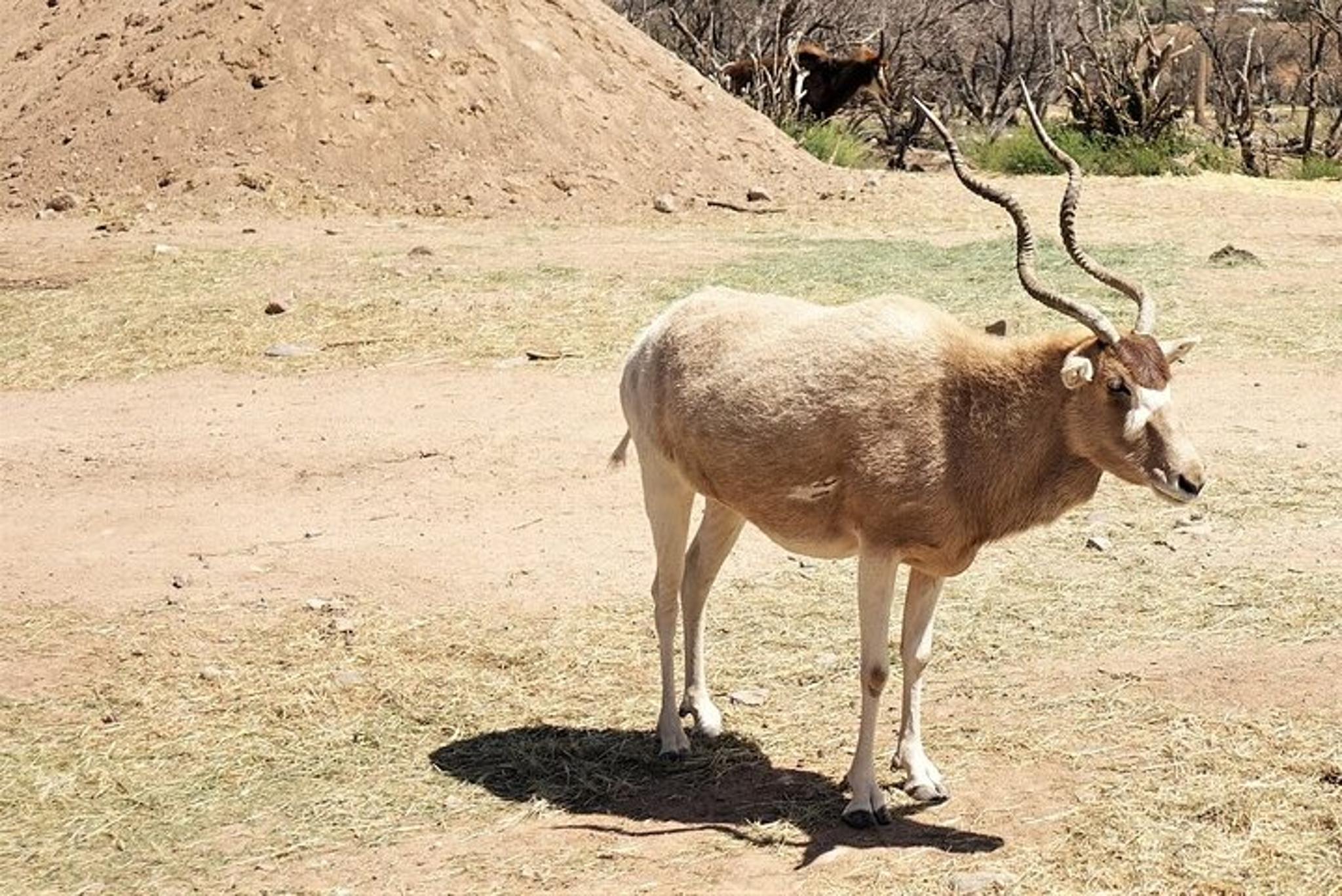 Camp Verde Wildlife Park Admission - Image 6