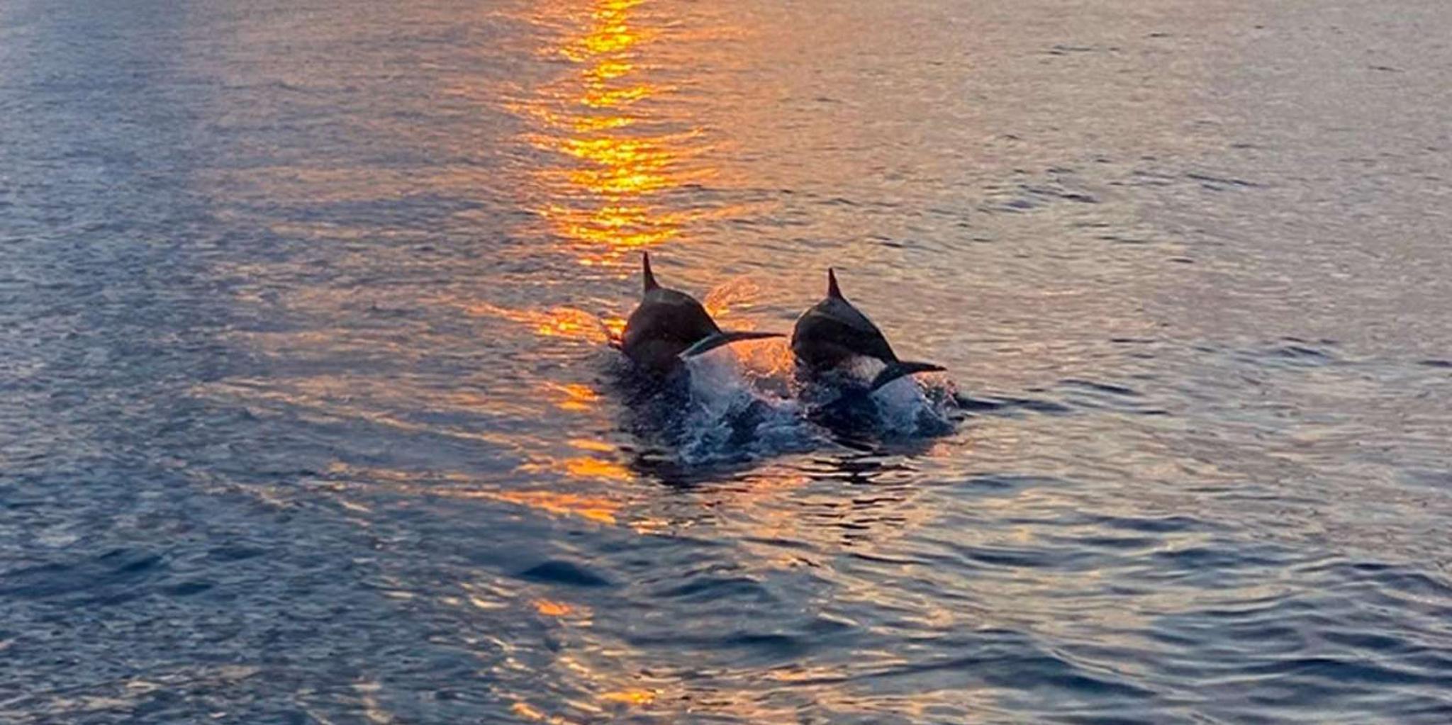 Hilton Head Dolphin Cruise at Sunset - Image 4