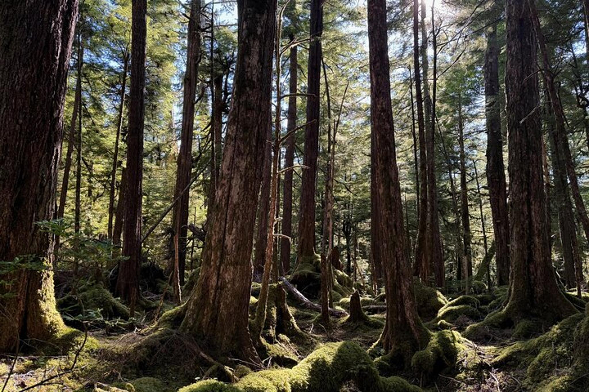 Ketchikan Rainforest Hiking Adventure - Image 6