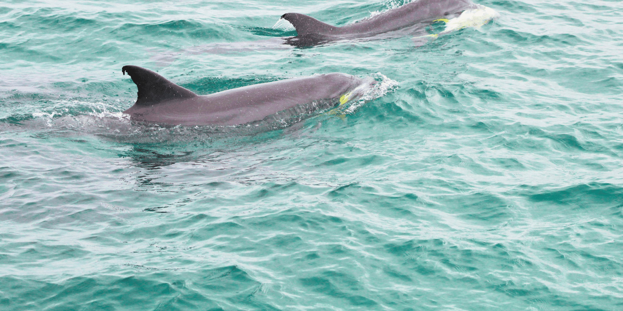 Destin Dolphin Cruise on a Glass-Bottom Boat - Image 6