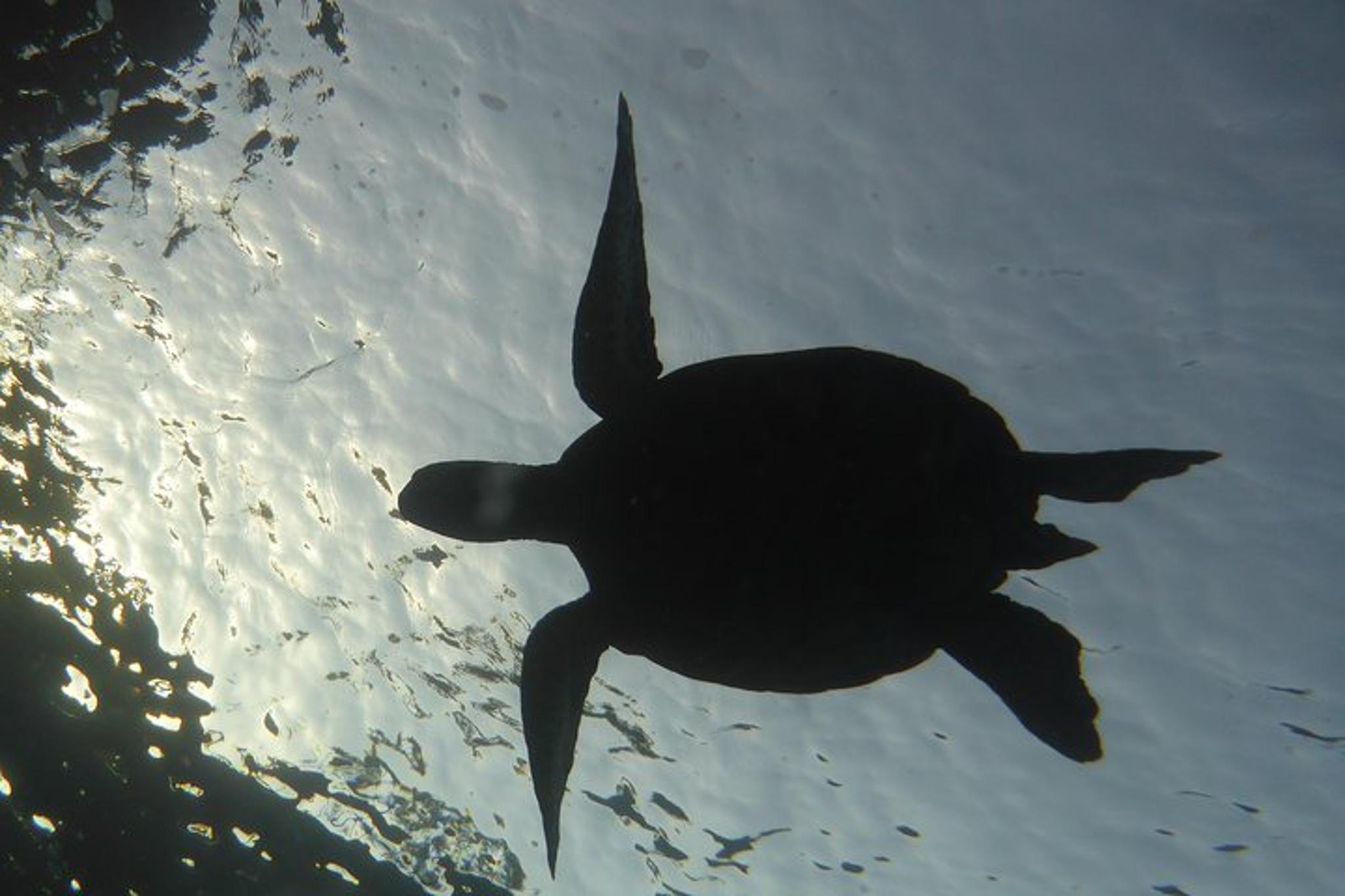 Makena Wailea Underwater Scooter Dive - Image 2