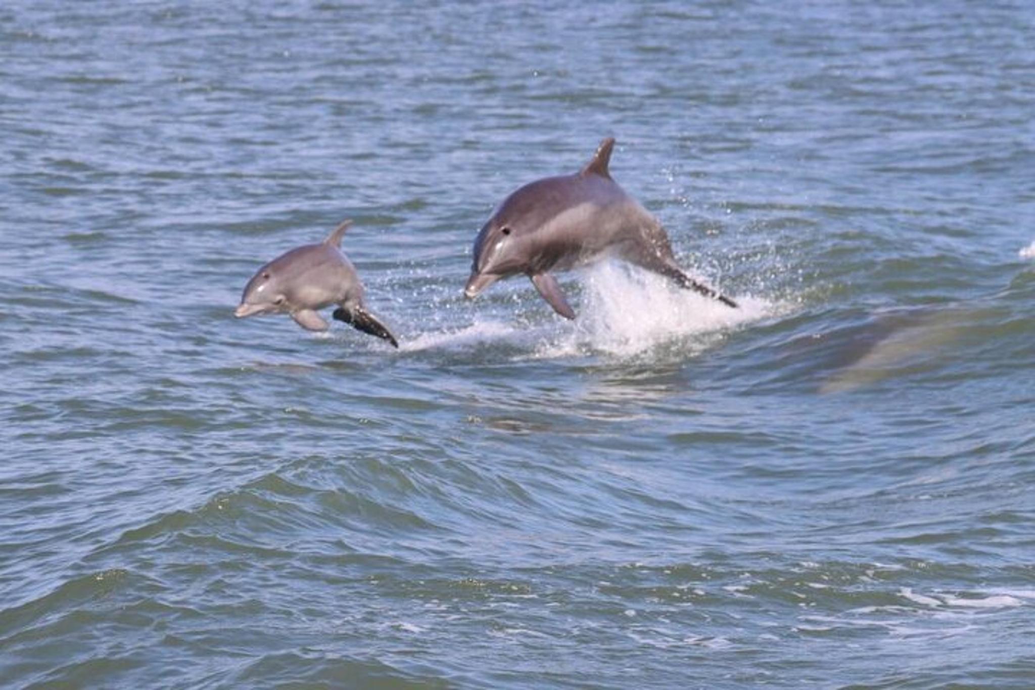 Virginia Beach Fishing Charter - Image 5