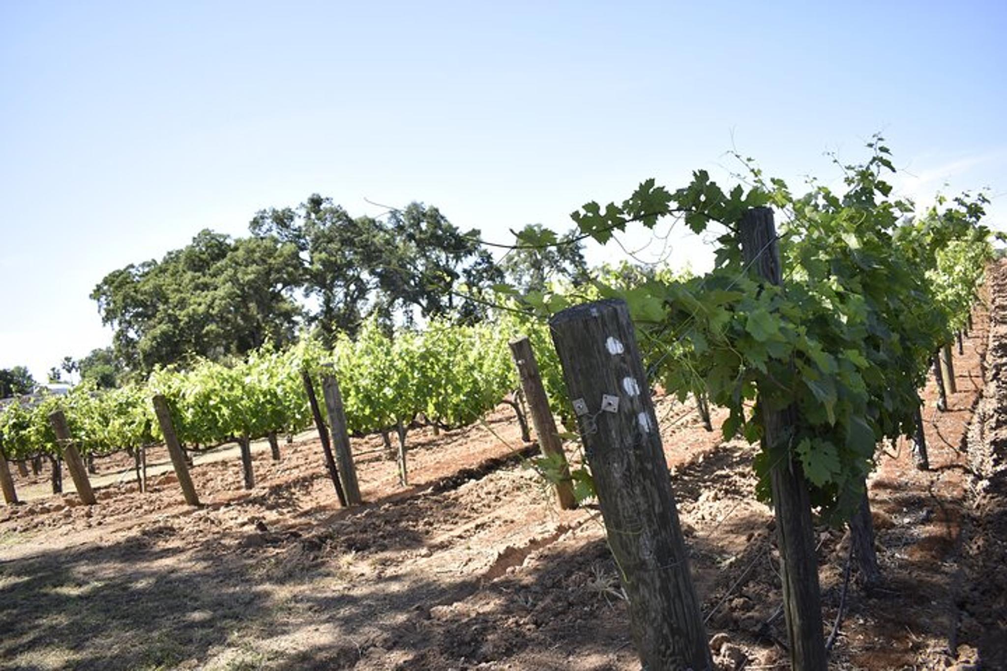 Lodi Wine Tasting Tour - Image 3
