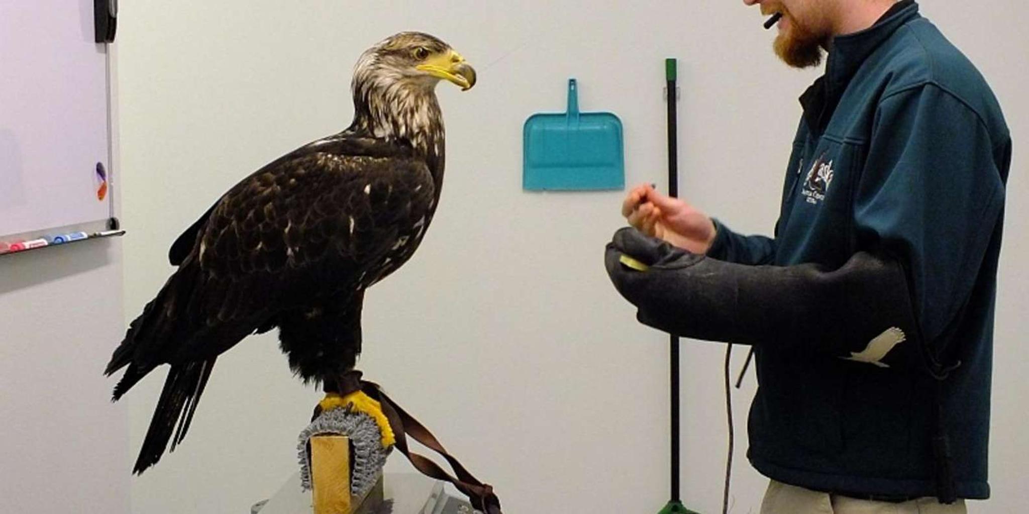 Sitka Alaska Raptor Center Admission - Image 4