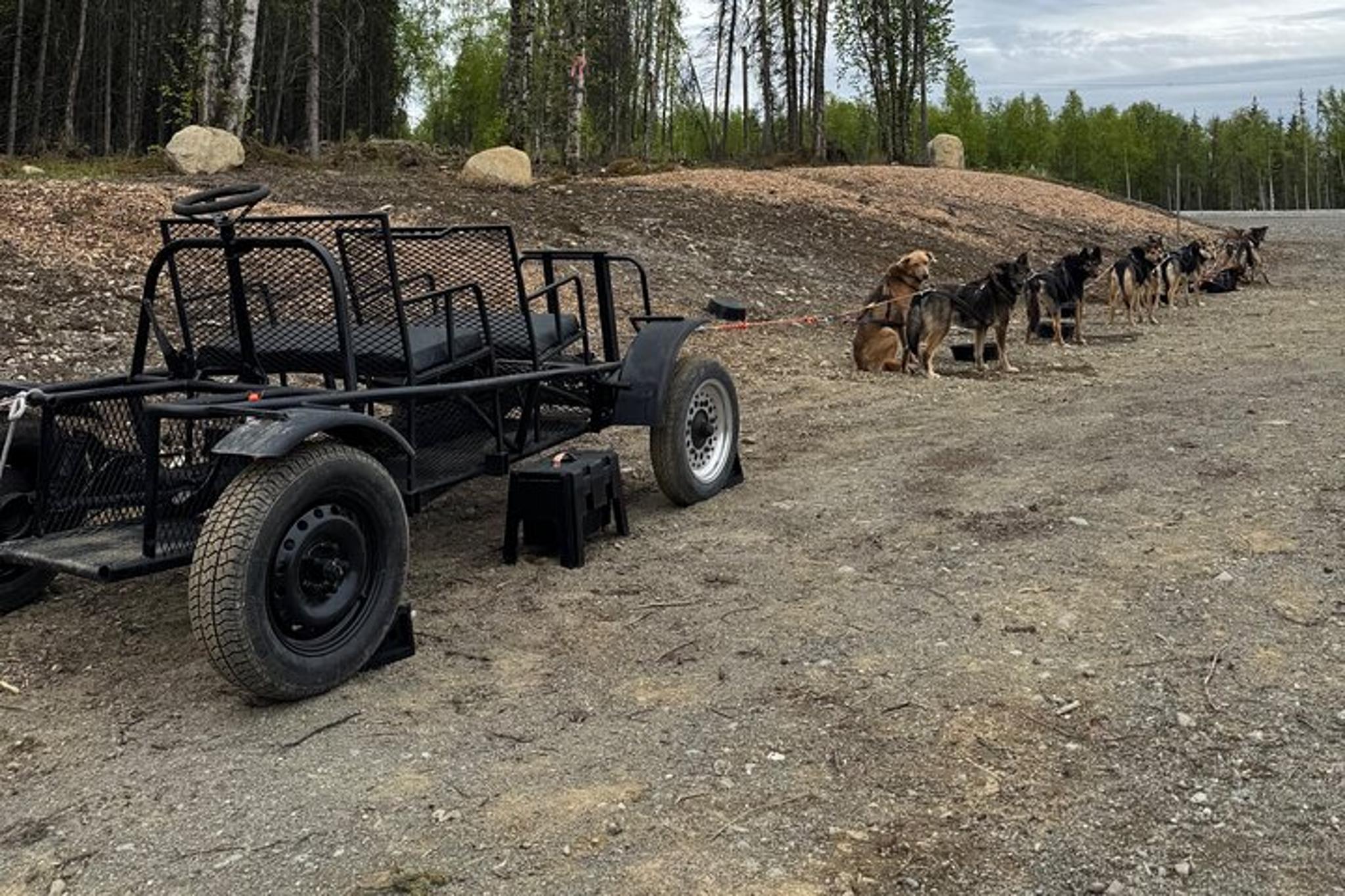 Anchorage Dog Sledding Experience - Image 4