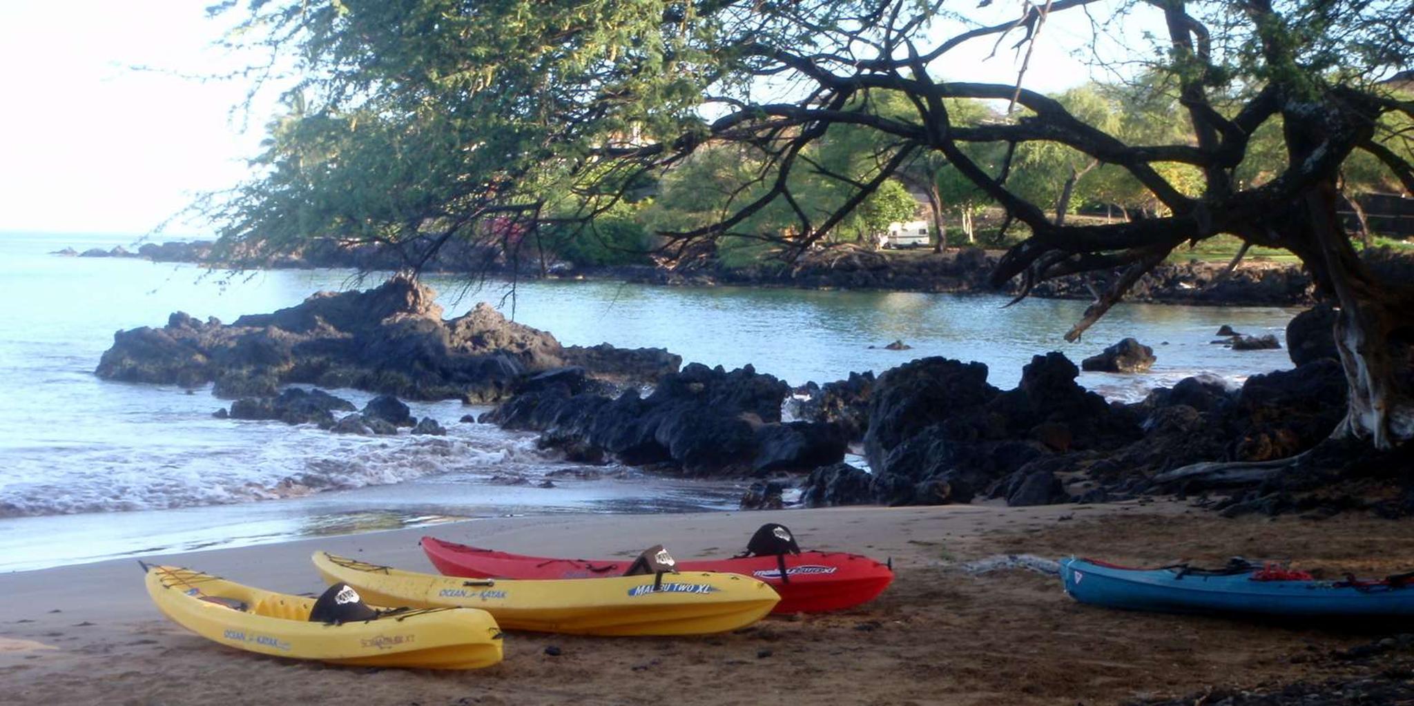 Kihei Whale Watch and Snorkel Kayak Tour - Image 5
