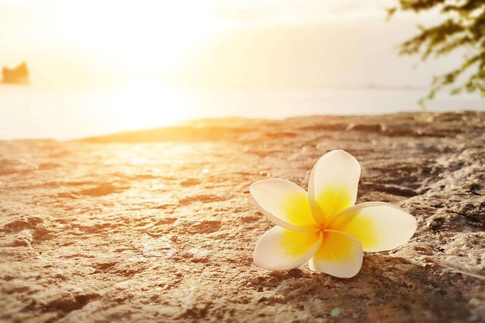 Hawaiian Cultural Retreat Day - Image 1