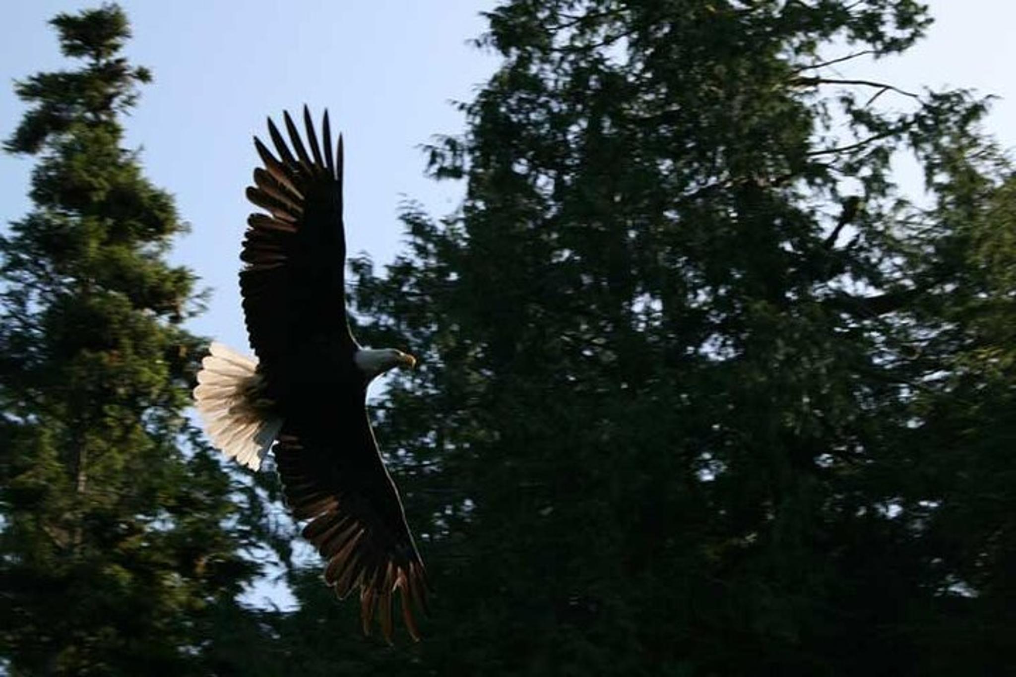 Ketchikan Bear Viewing Tour