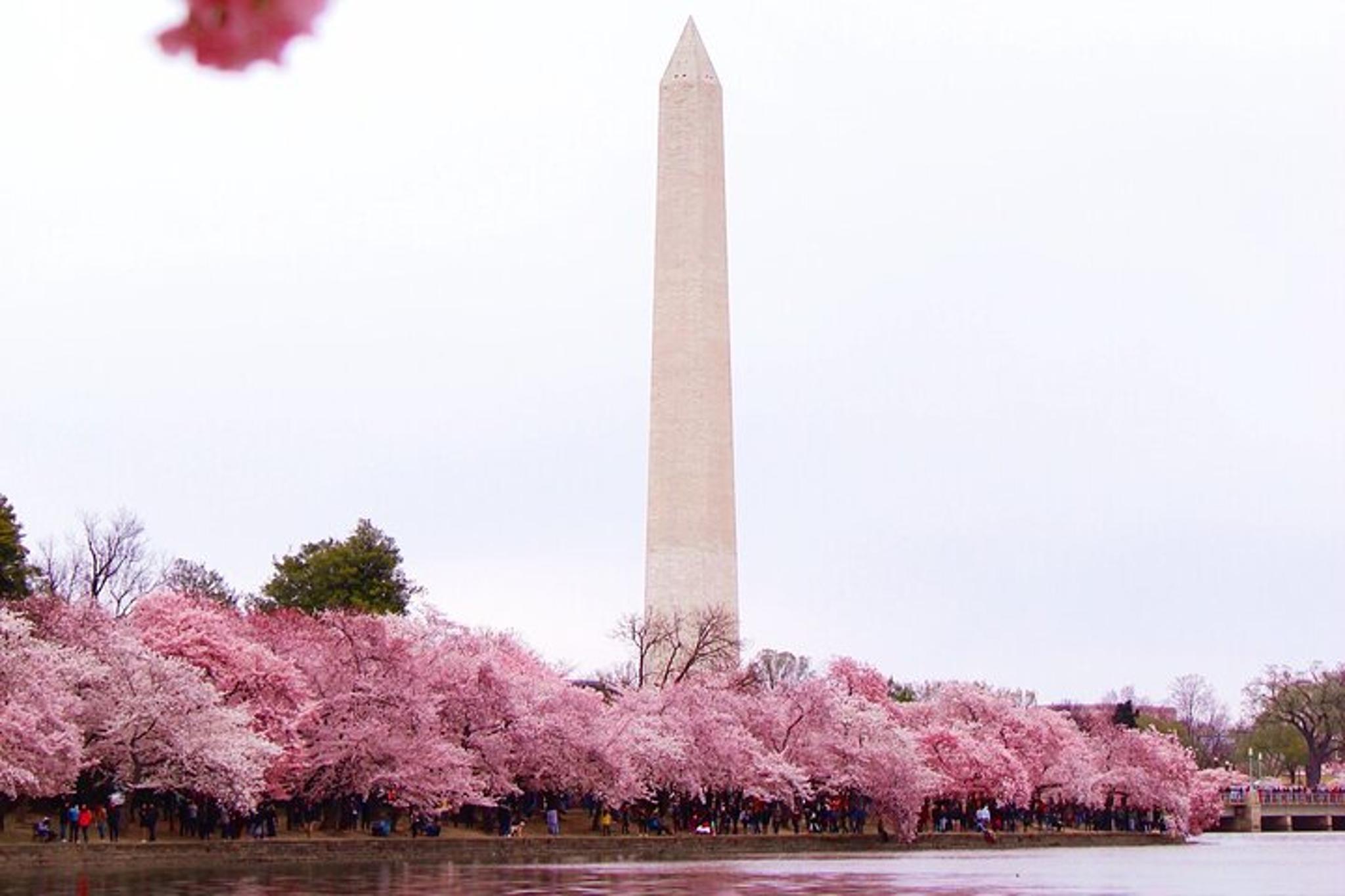 Washington DC Cherry Blossom Bus Tour - Image 5