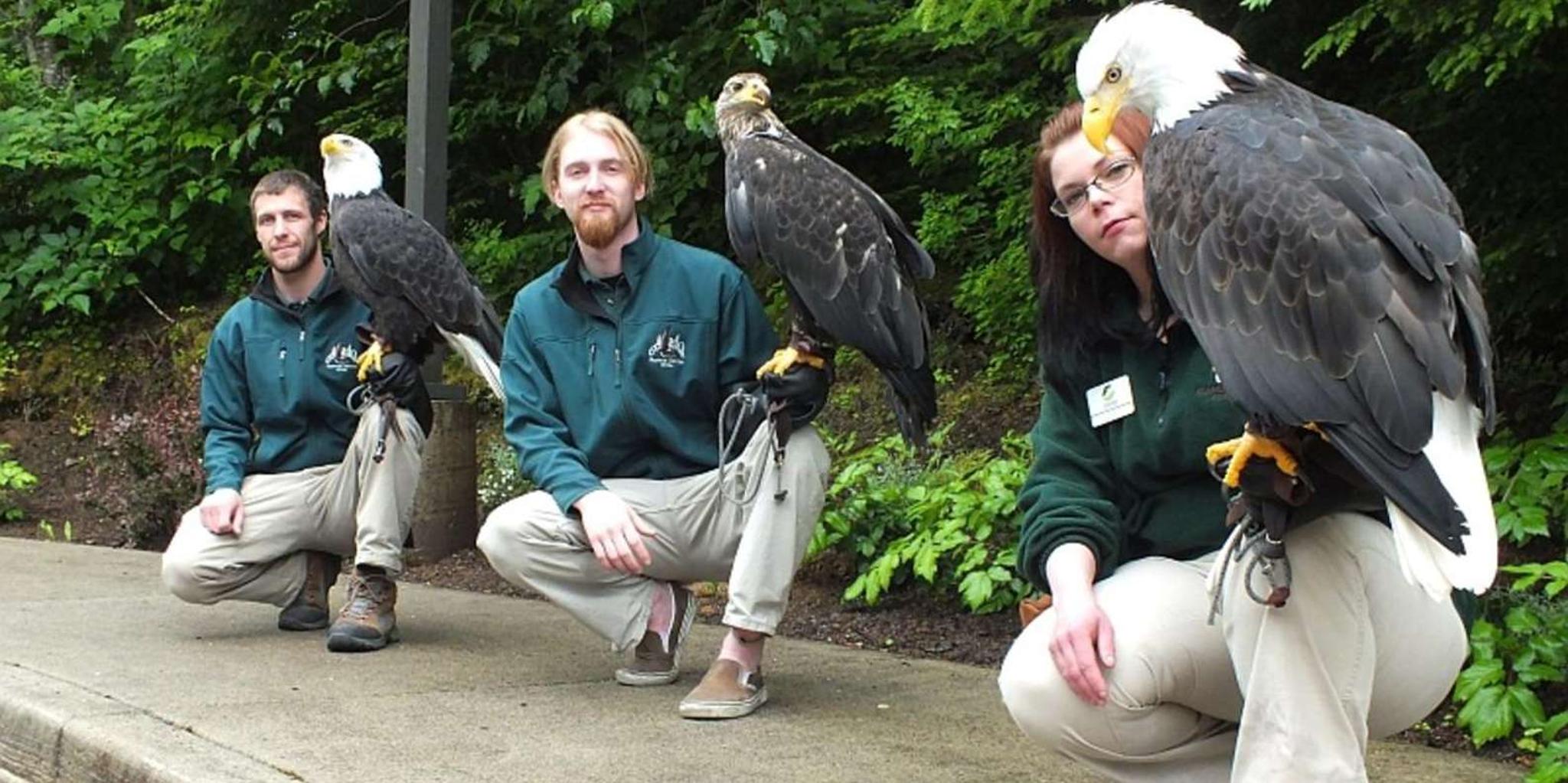 Sitka Alaska Raptor Center Admission - Image 2