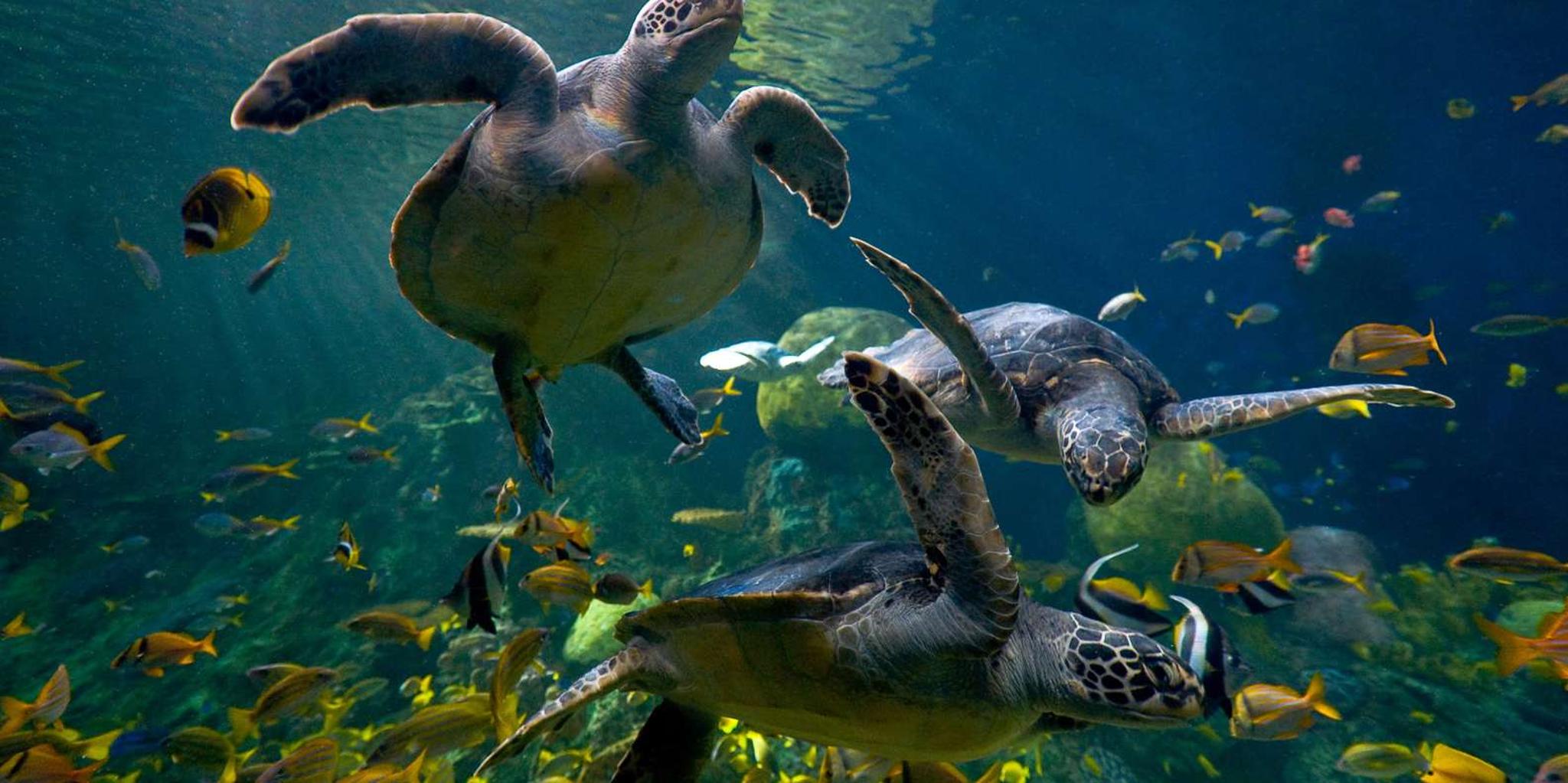 San Diego SeaWorld Park Admission - Image 2