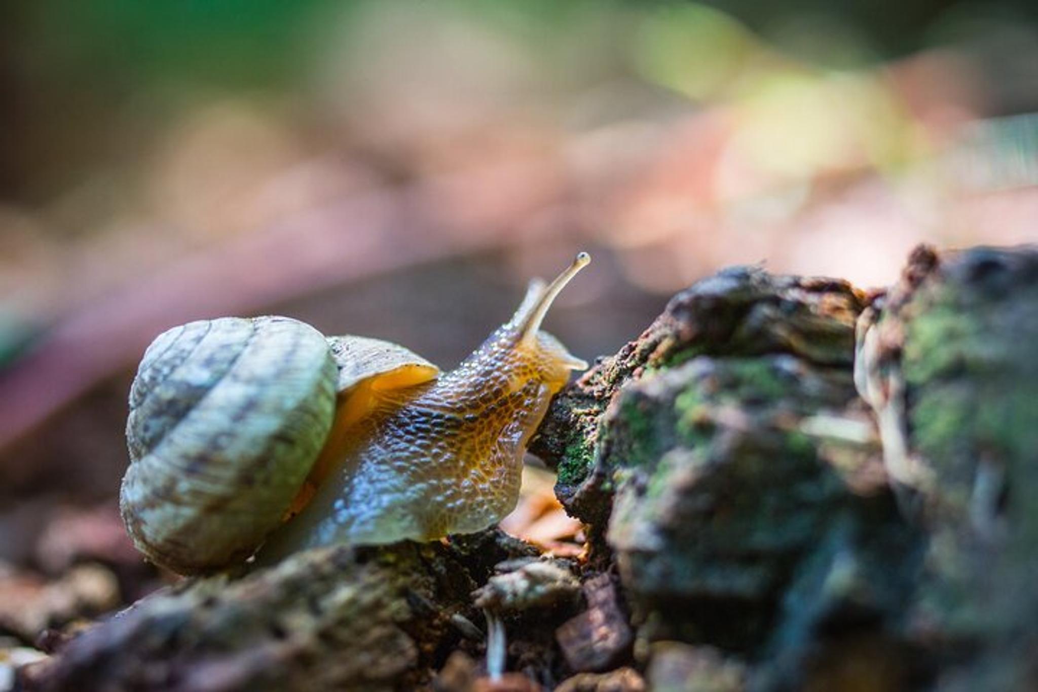 Yellowstone Sepulcher Mountain Naturalist Hike - Image 5