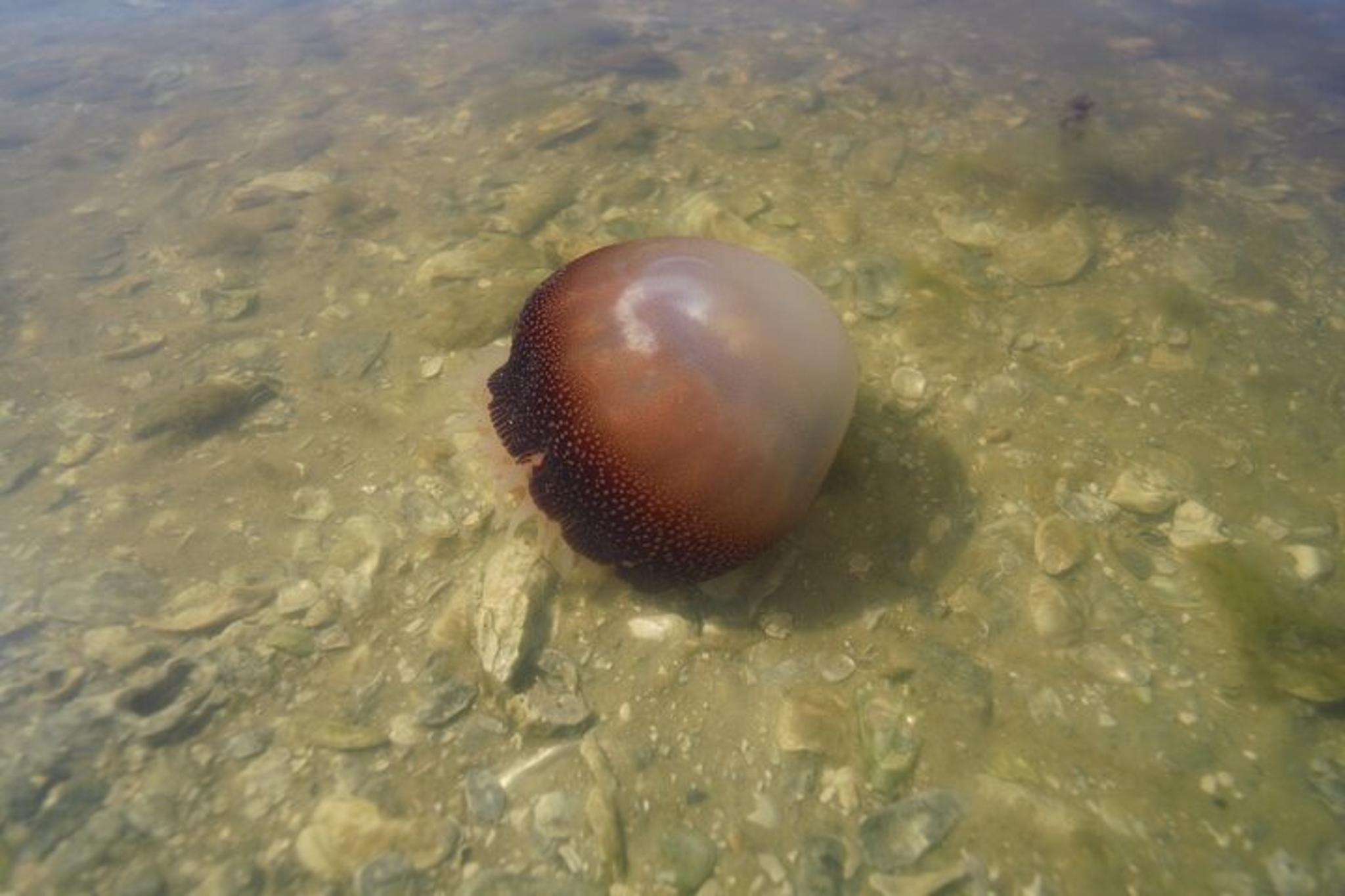 Flagler County Glass Bottom Eco Tour - Image 5