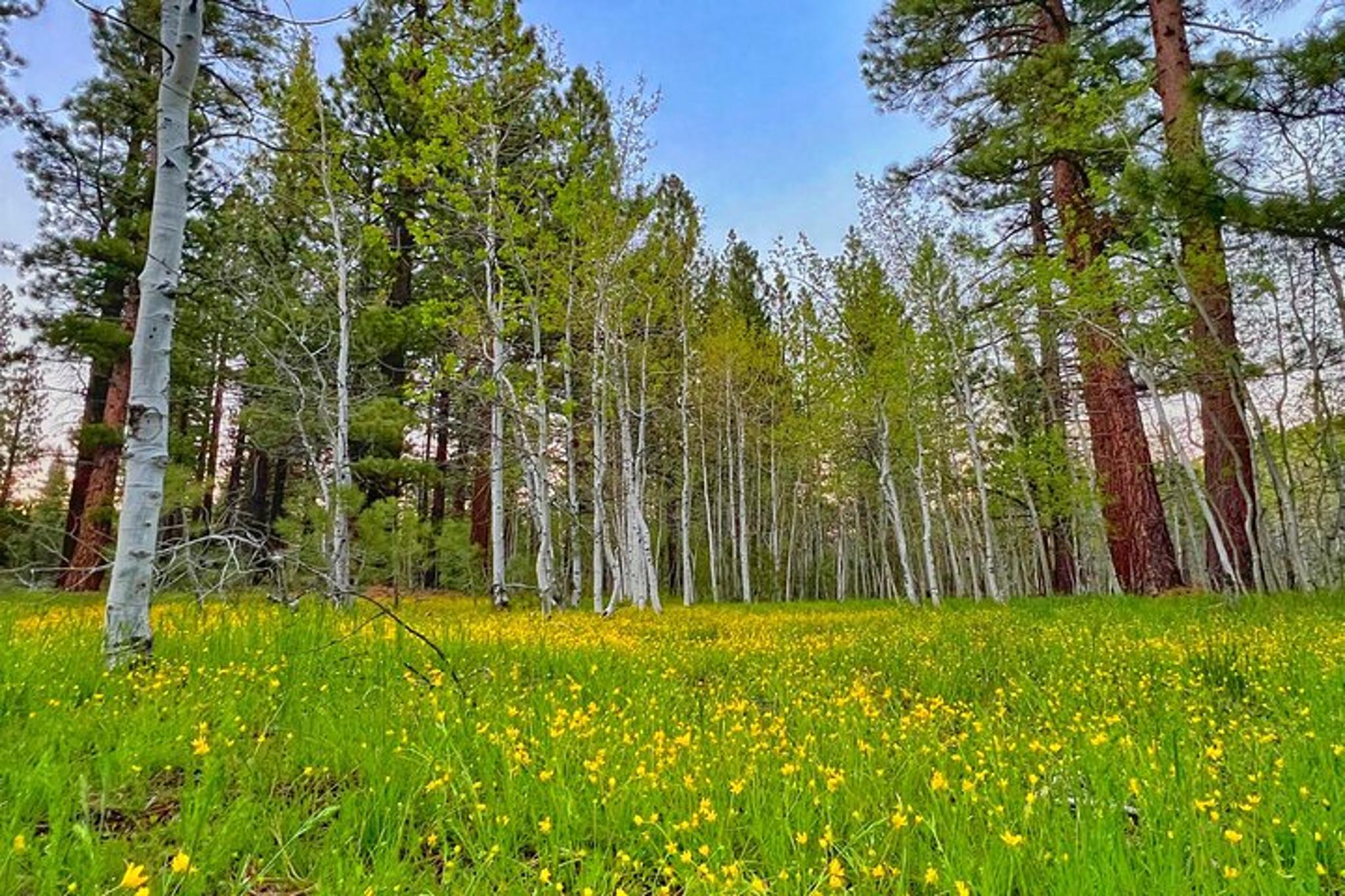 South Lake Tahoe Bike Rental - Image 3